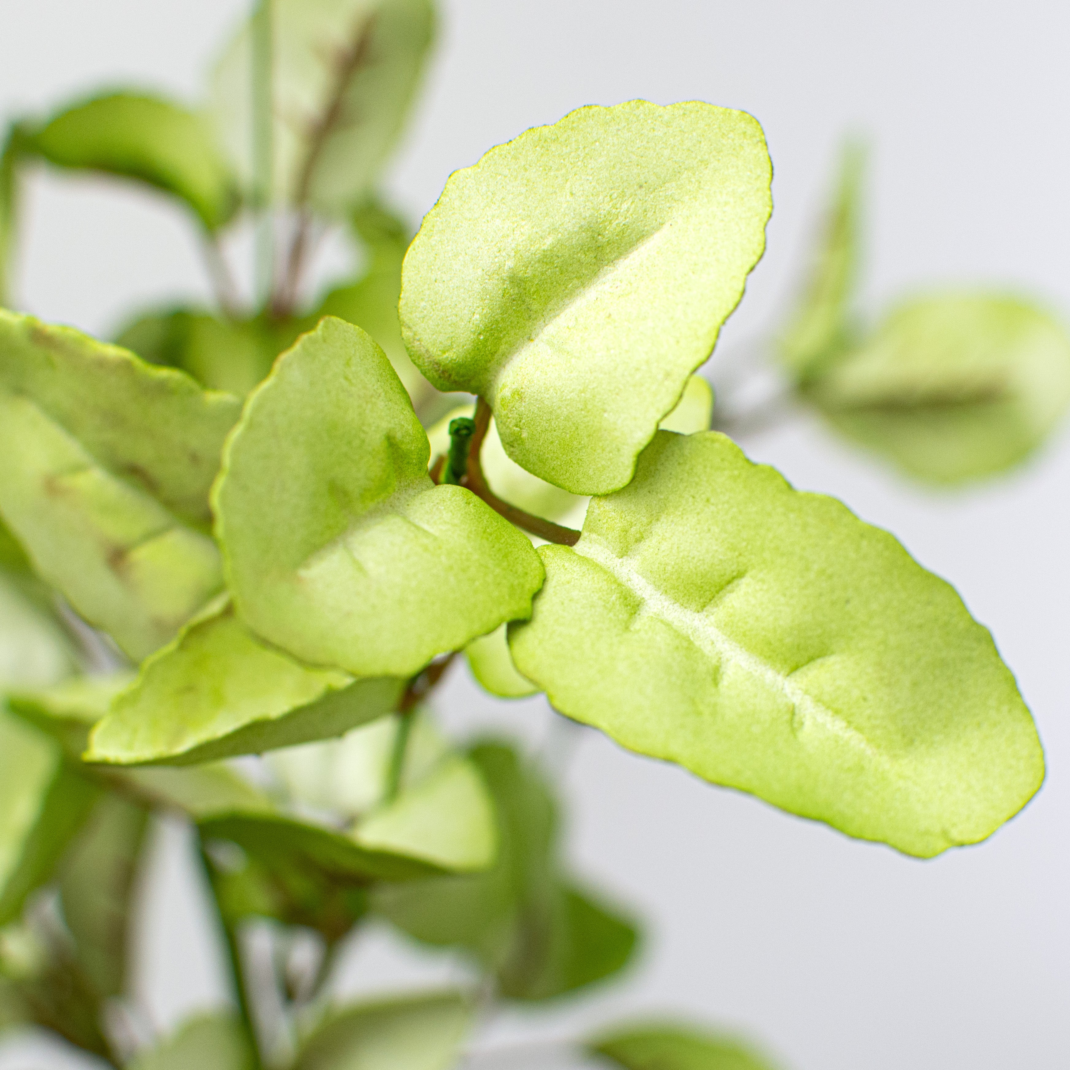19" Lamb's Ear Leaf Spray: Lime Green Lifestyle Photo
