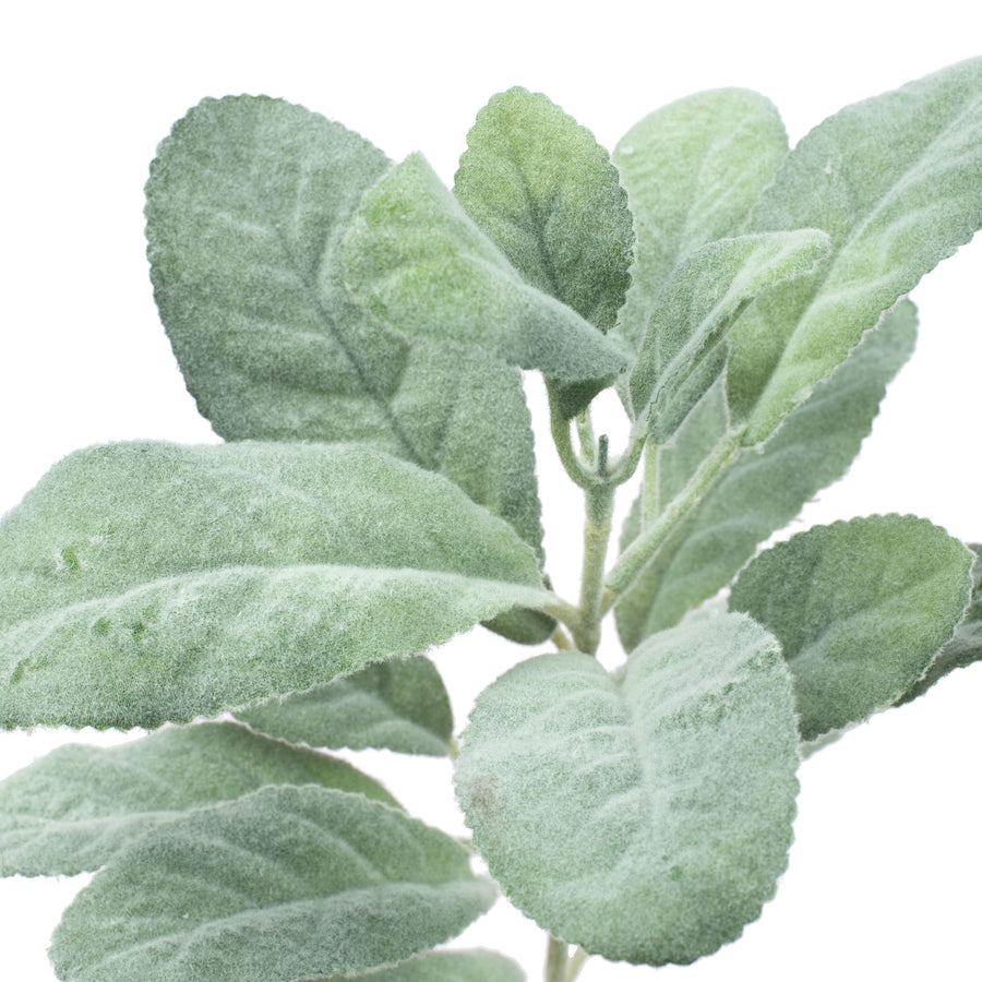 15" Lamb's Ear Stem Spray detail photo 3