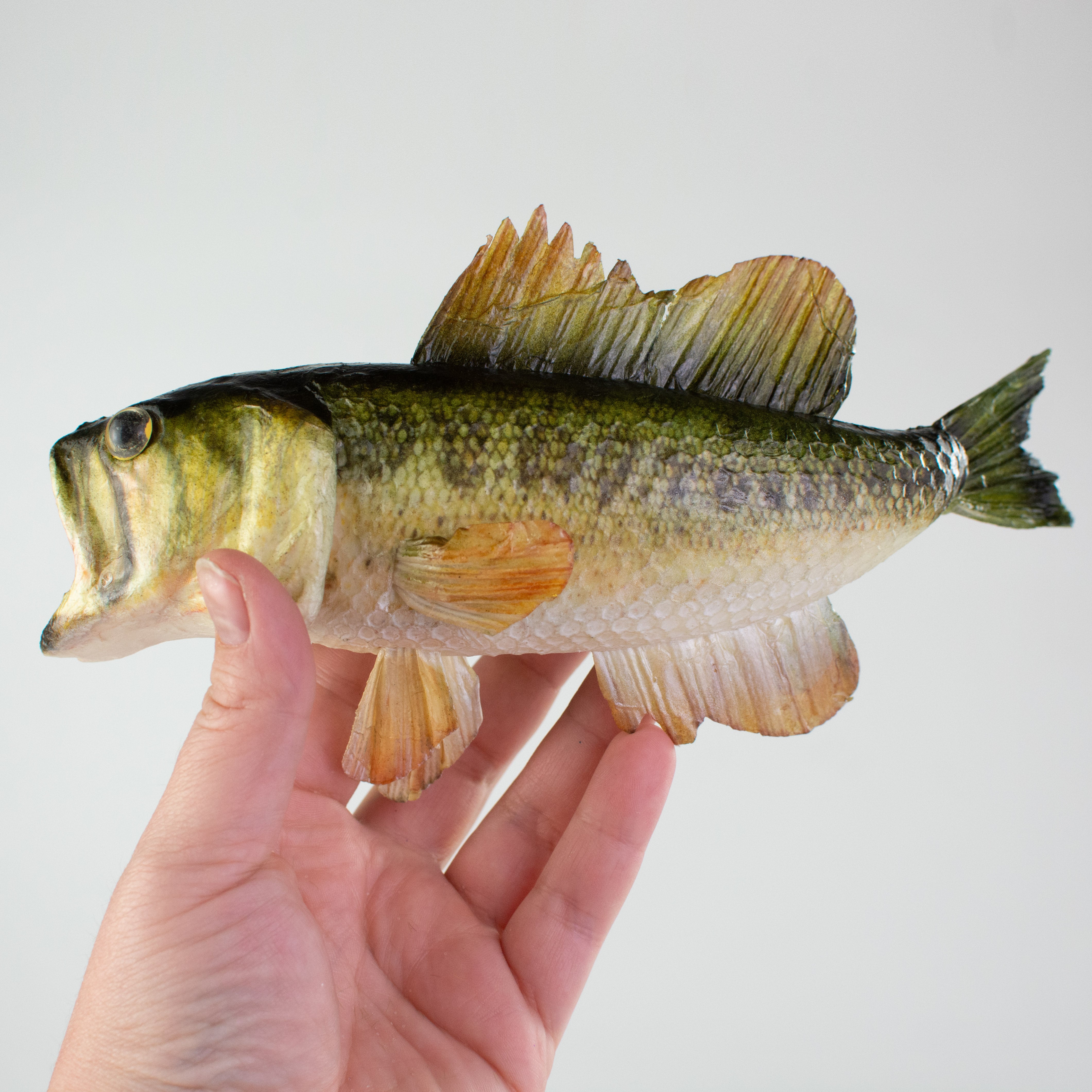 8.25" Largemouth Bass Ornament detail photo 4