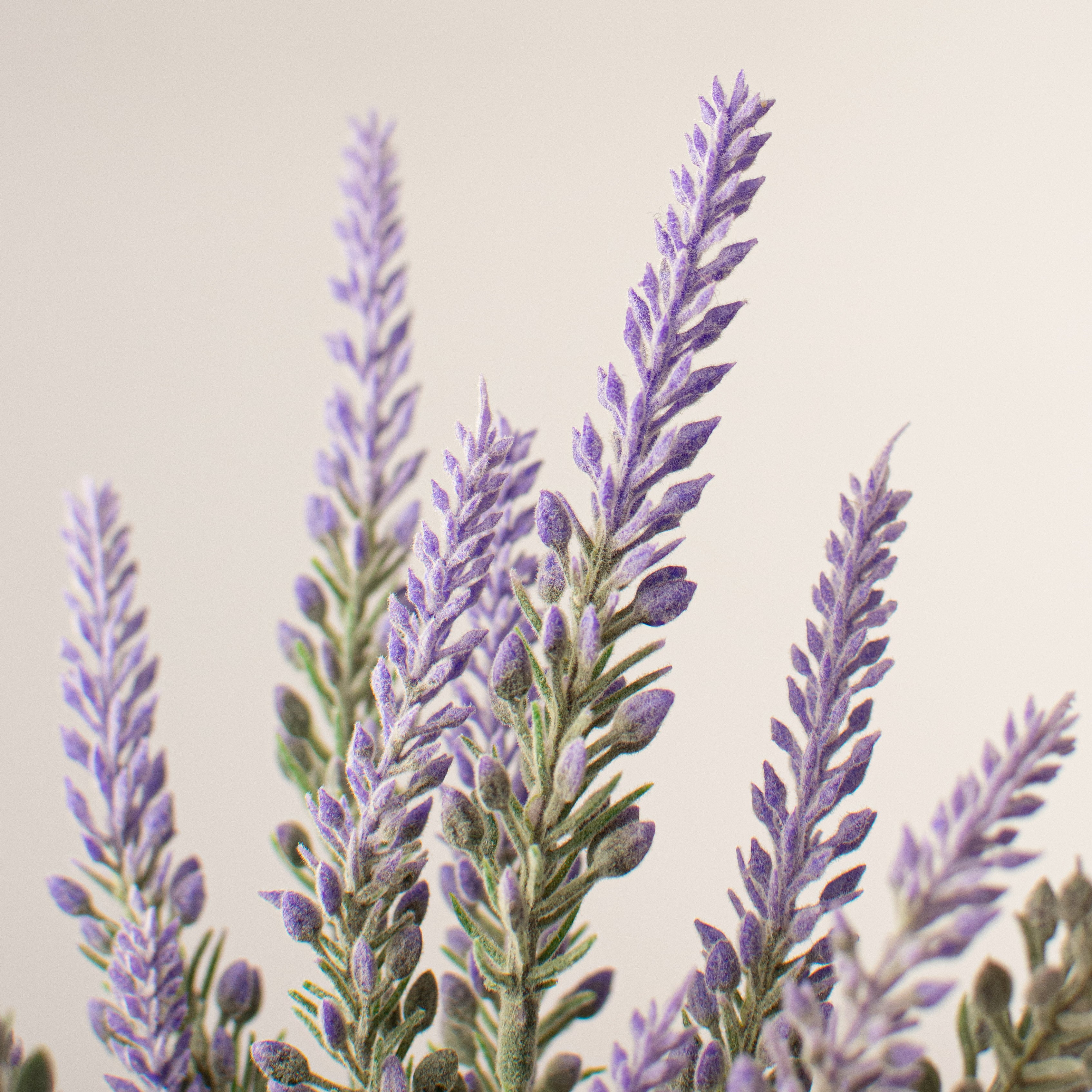 12" Lavender Bundle Lifestyle Photo