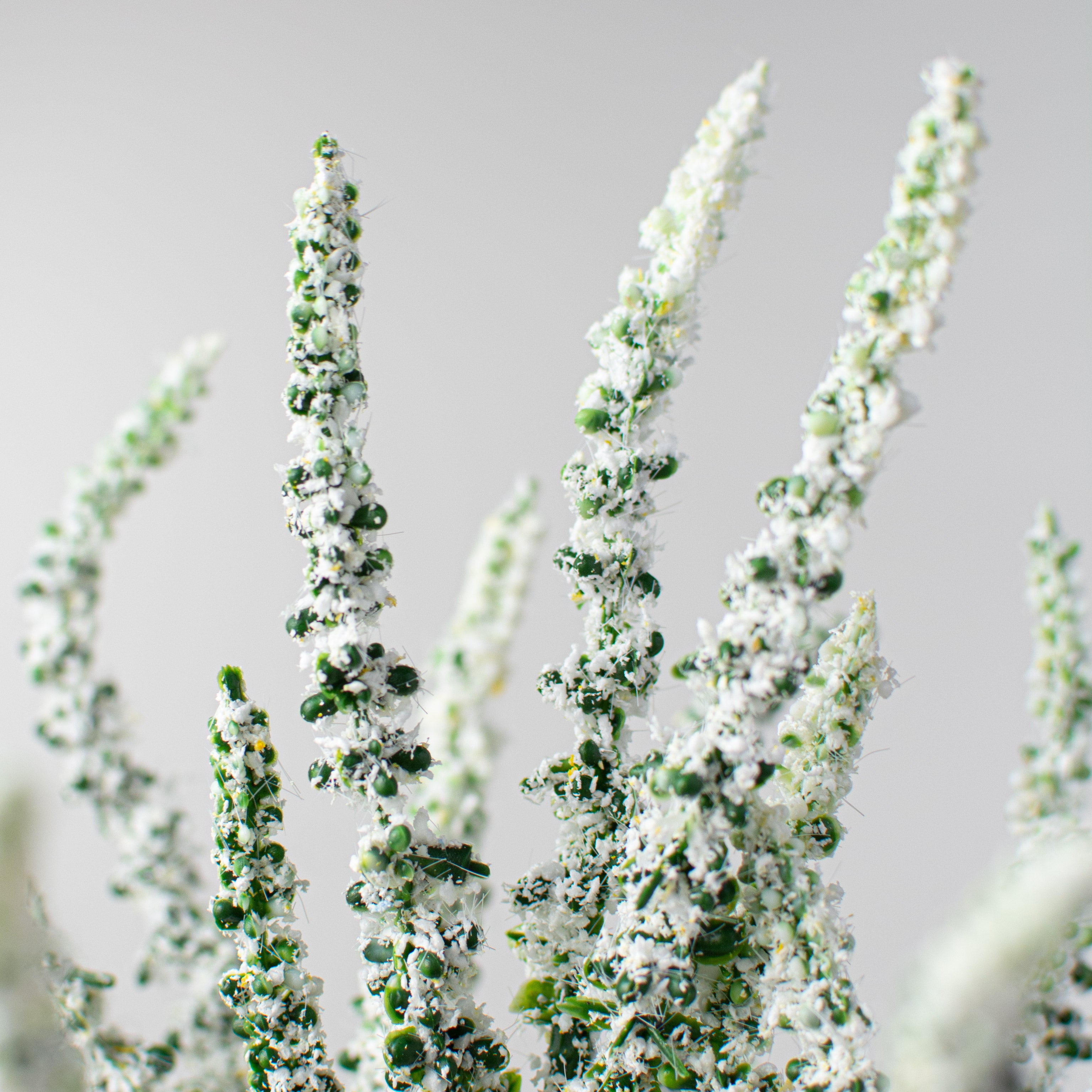 15" Lavender Bundle: Cream Lifestyle Photo