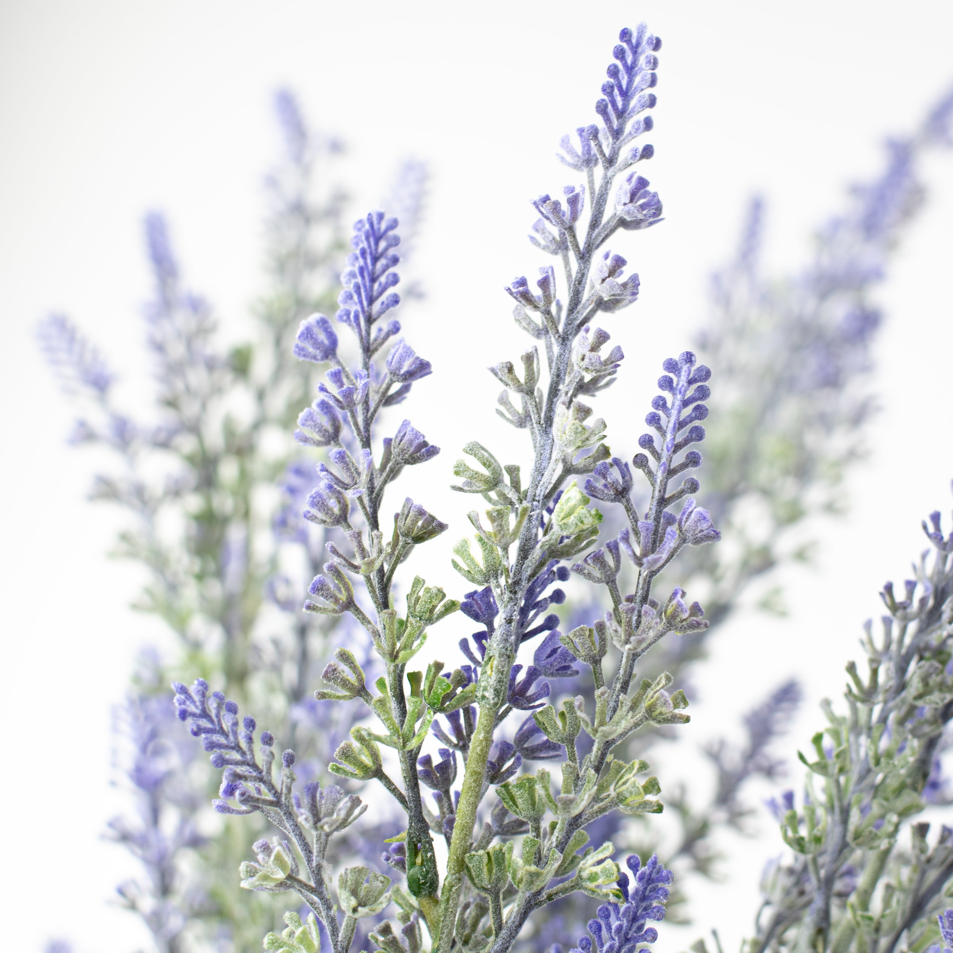 23" Lavender Bush Lifestyle Photo