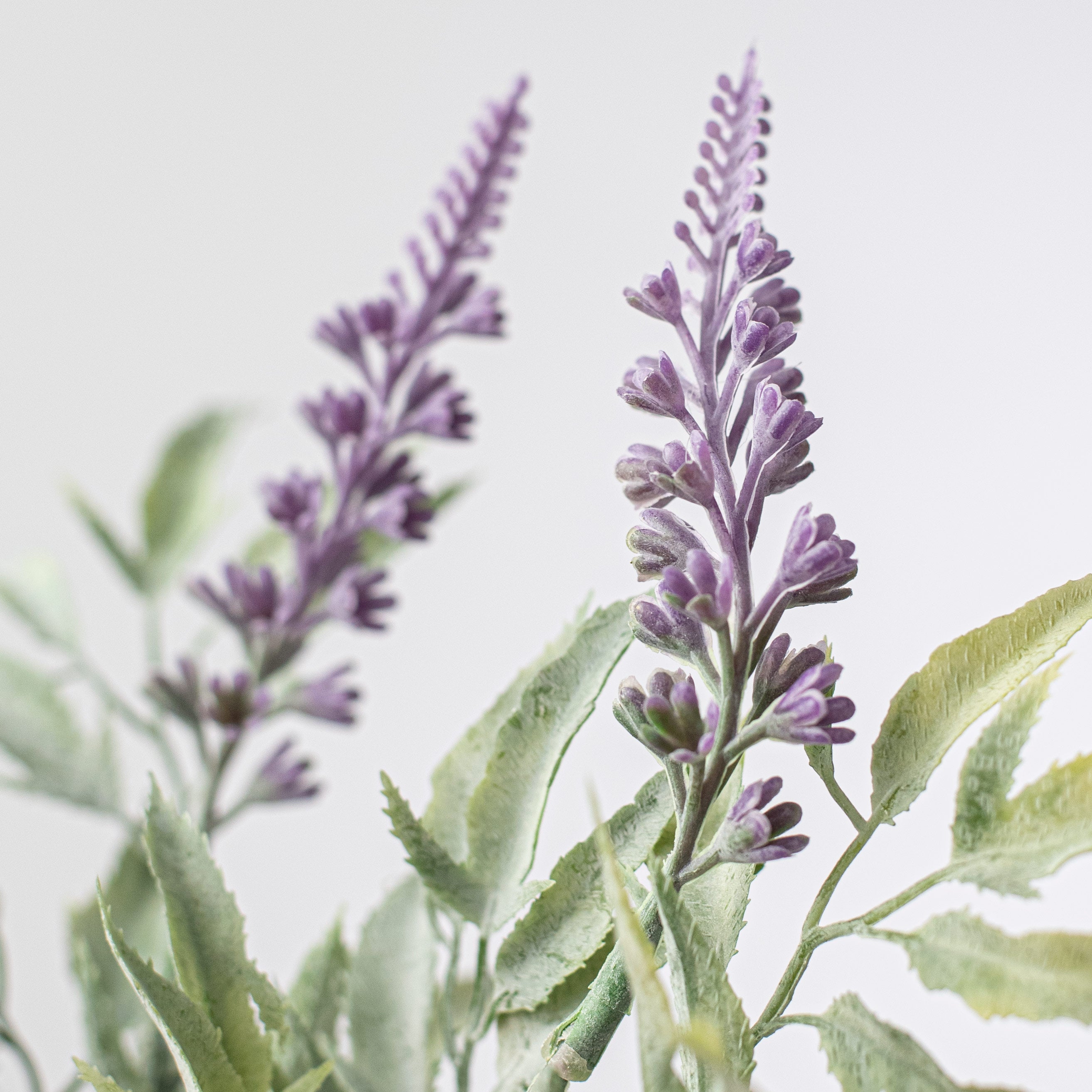 14" Lavender Bush Lifestyle Photo