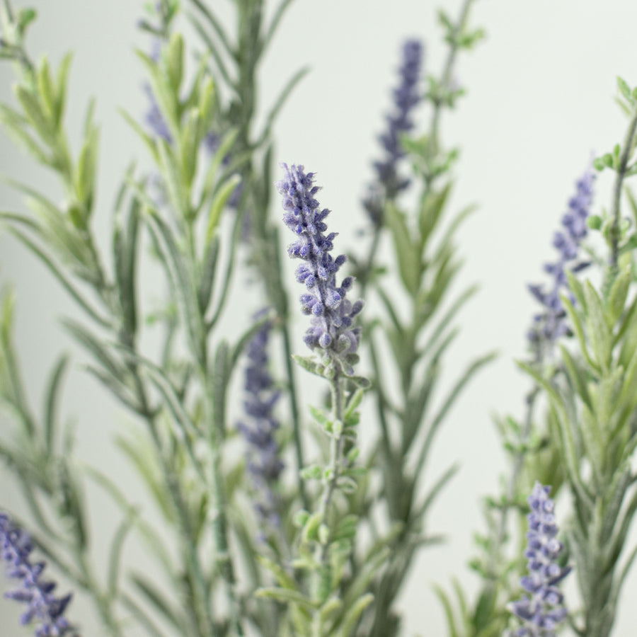 23" Lavender Bush Lifestyle Photo
