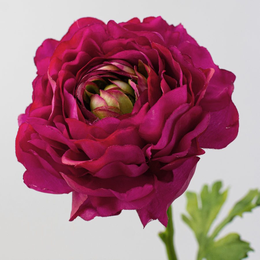 20" Ranunculus Stem: Beauty Pink