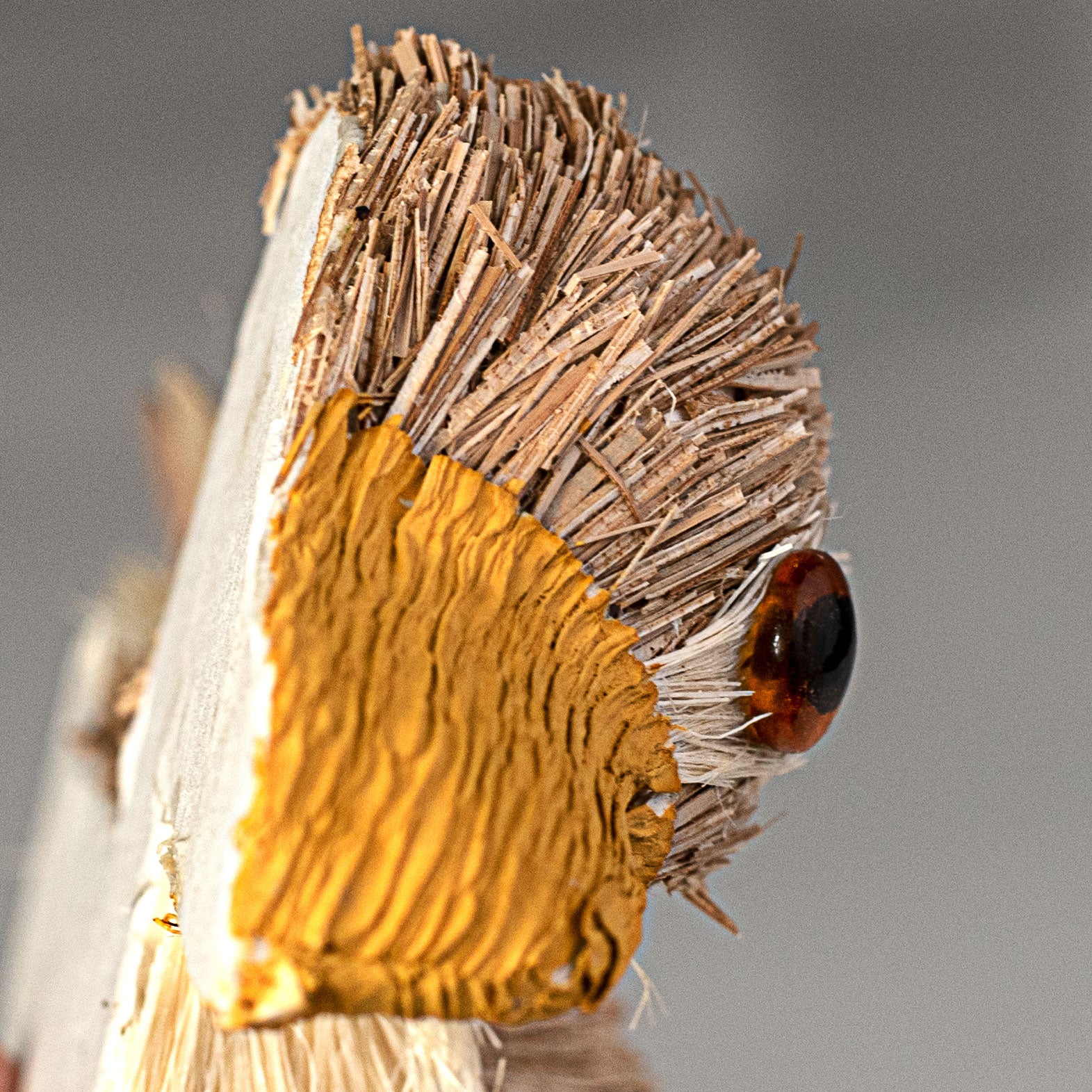 8.5" Linen Sisal Half Duck Decoration detail photo 3