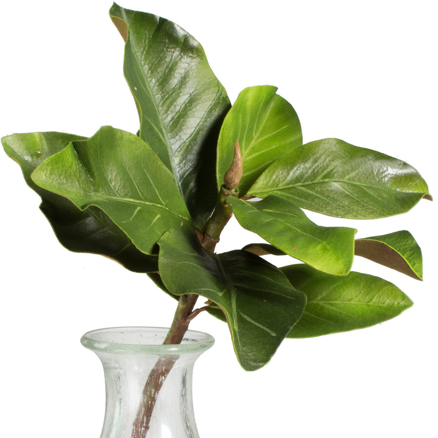 15" Magnolia Leaf Pick Item Number: 2310021GR
