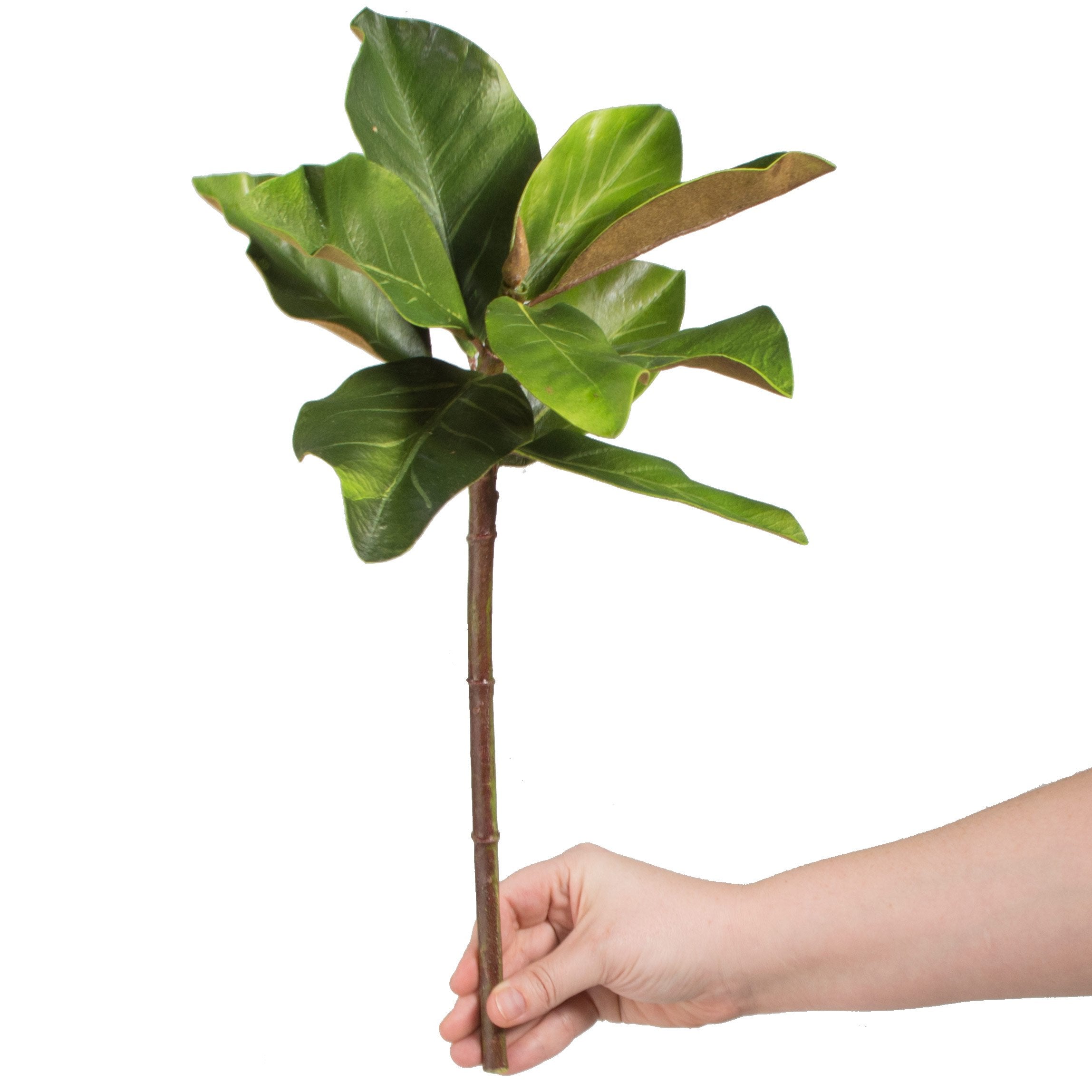 magnolia fiddle leaf fig 15 Magnolia Leaf Pick