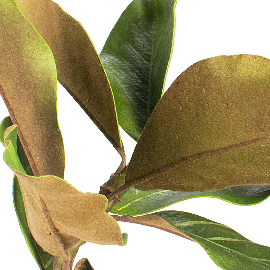 15" Magnolia Leaf Pick detail photo 4