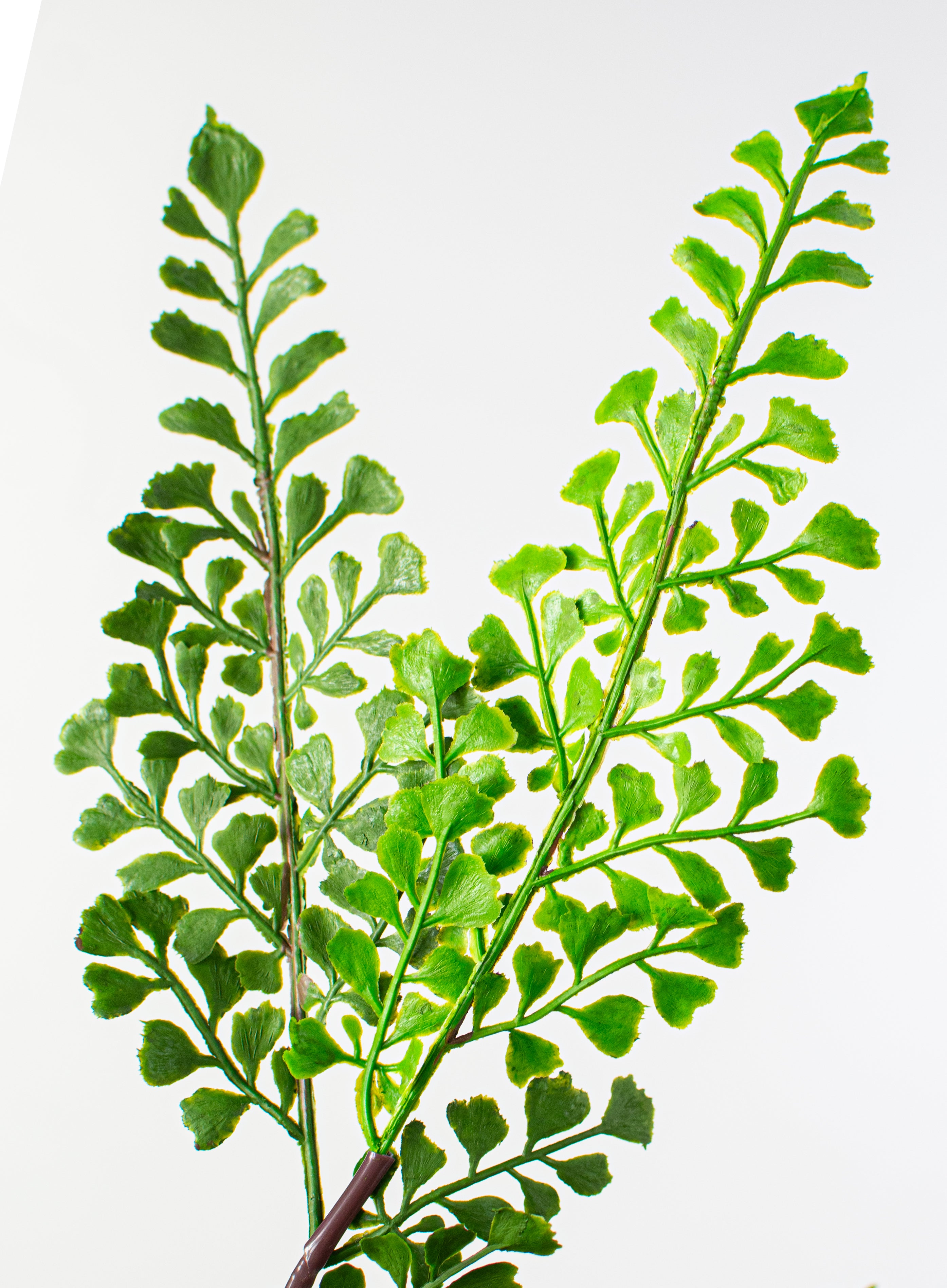 13" Maiden Hair Fern Bush (UV Shield) detail photo 4