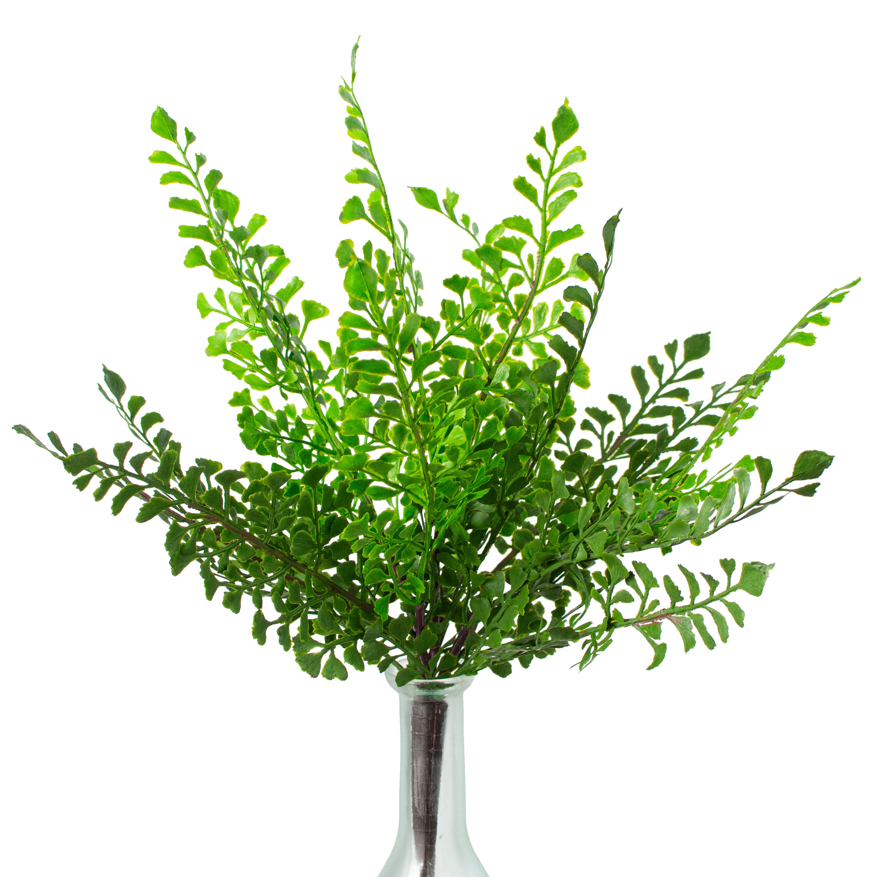 13" Maiden Hair Fern Bush (UV Shield) Item Number: FG6391
