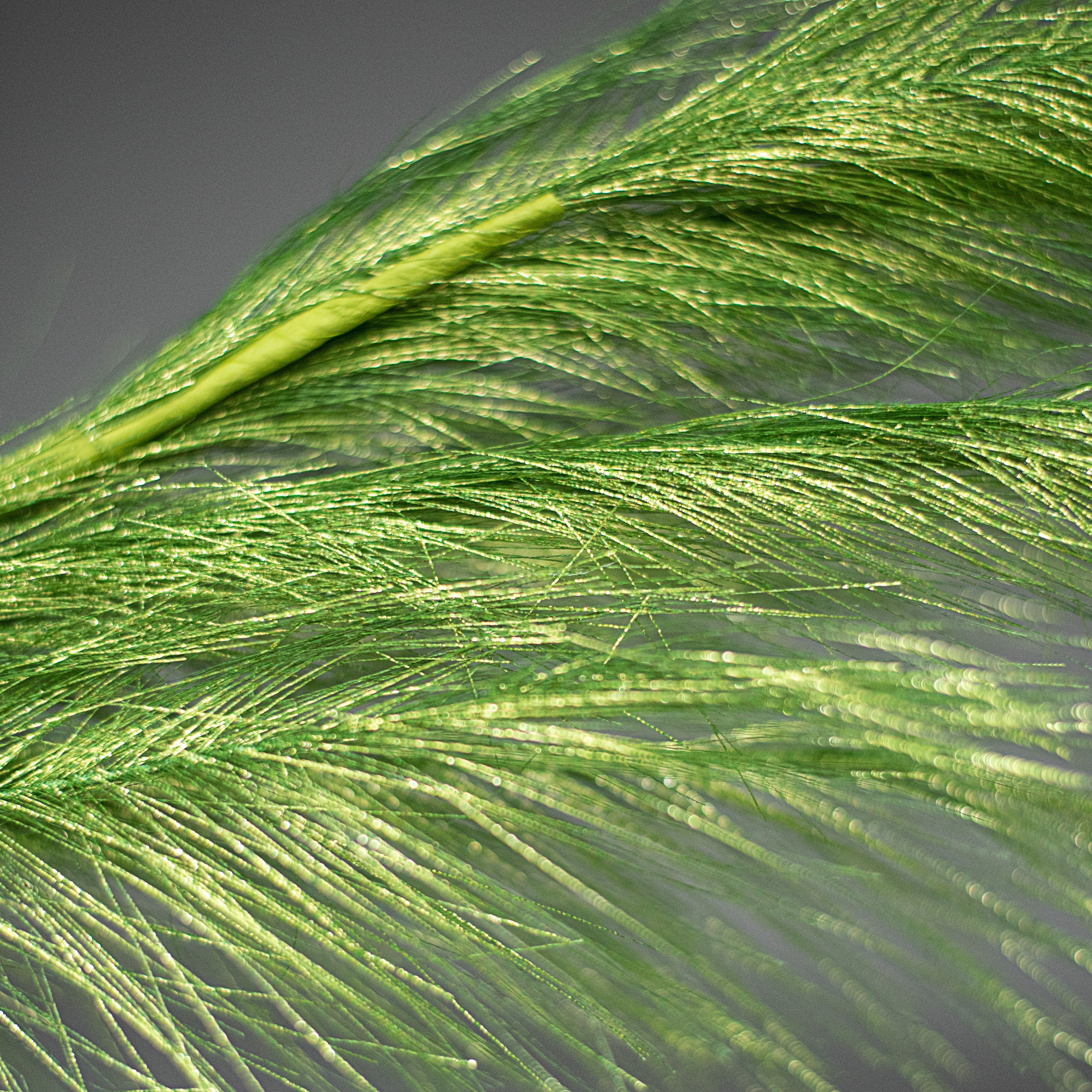 38" Metallic Pampas Grass Spray: Lime Green Lifestyle Photo
