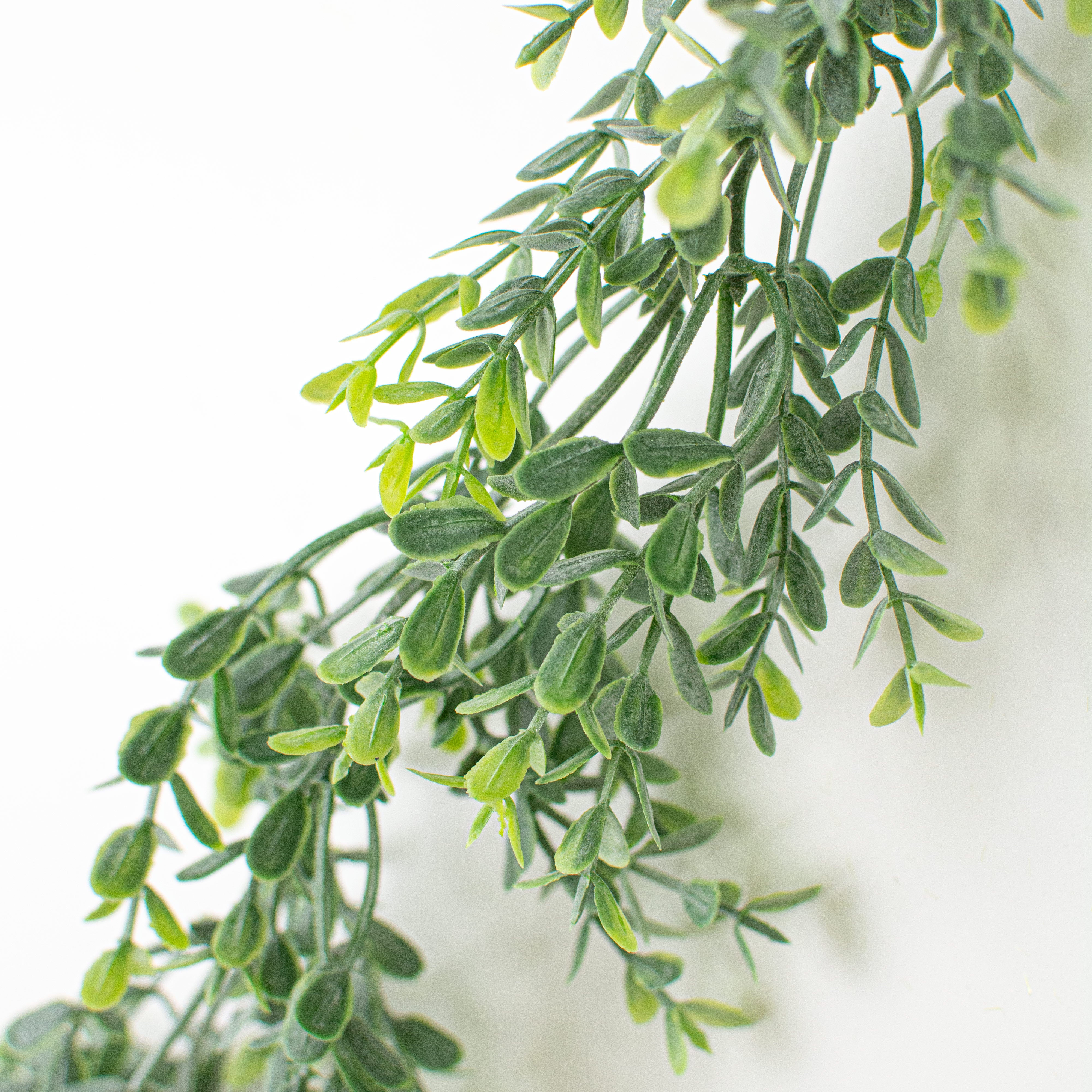 6' Mini Boxwood Garland detail photo 3