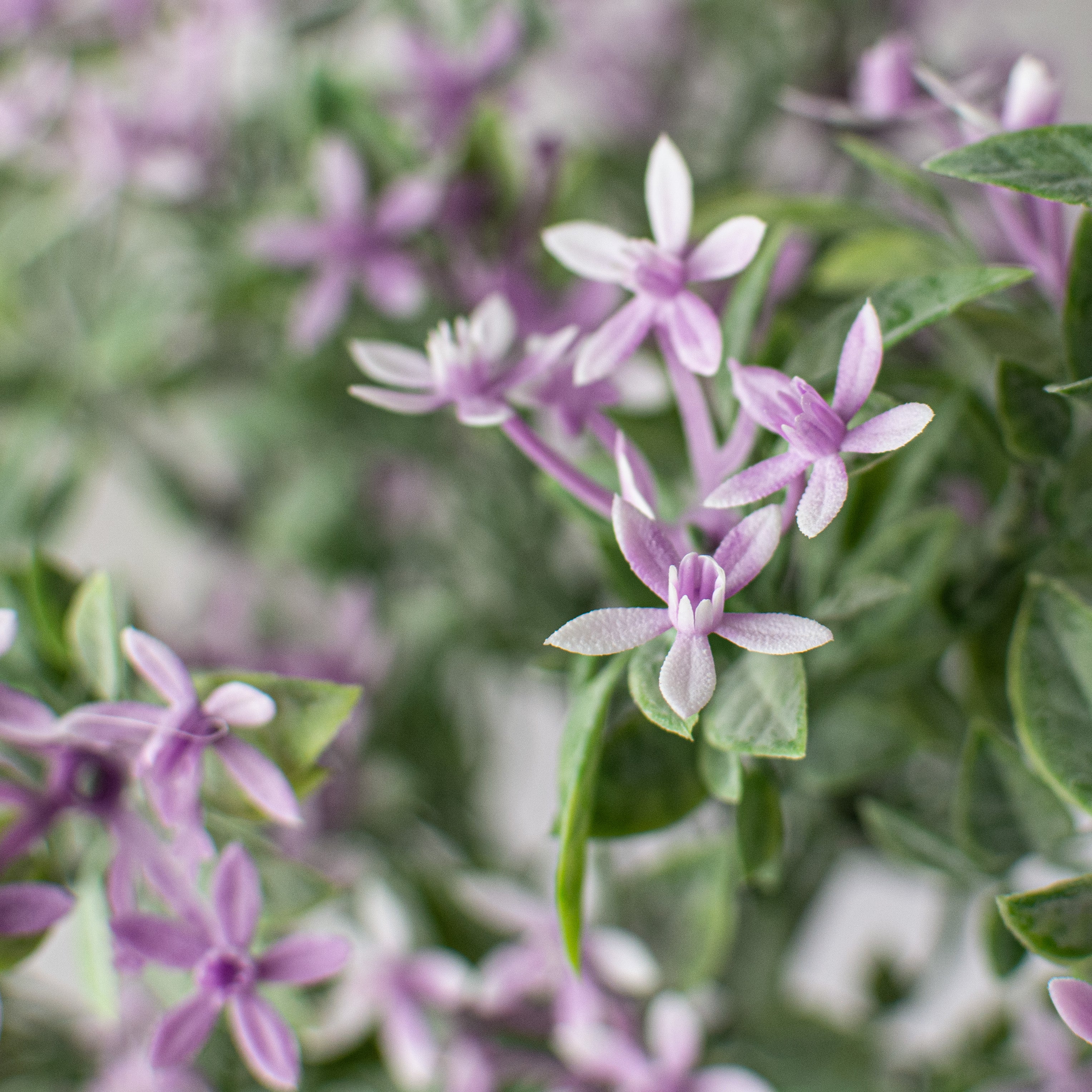 mini lavender plant 13