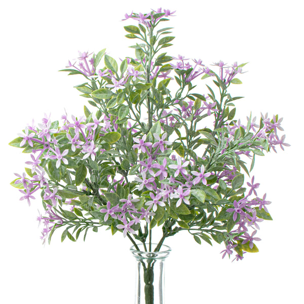 lavender star flower for sale 13" Mini Star Flower Bush: Lavender