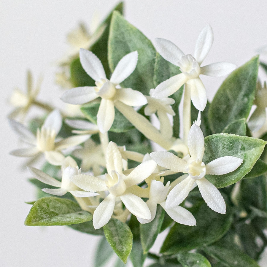 13" Mini Star Flower Bush: White Lifestyle Photo