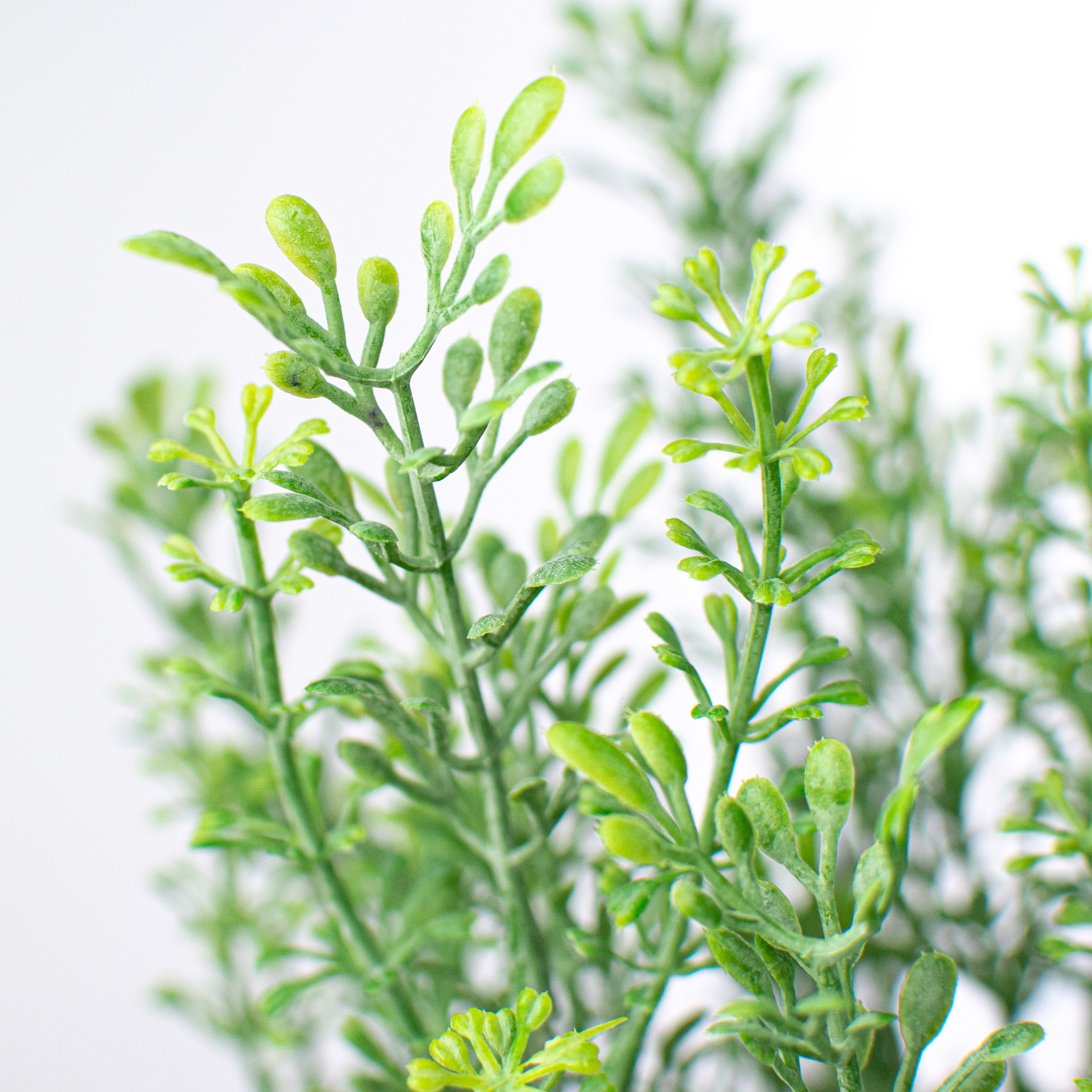 12" Mini Tea Leaf Bush Lifestyle Photo