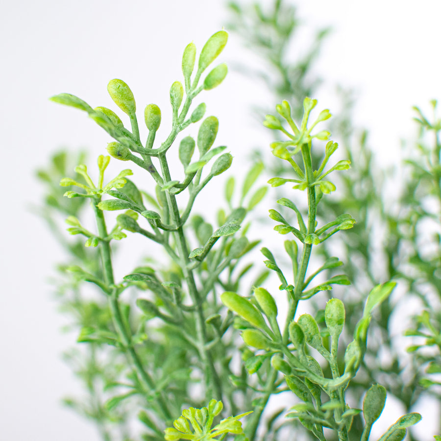 12" Mini Tea Leaf Bush Lifestyle Photo