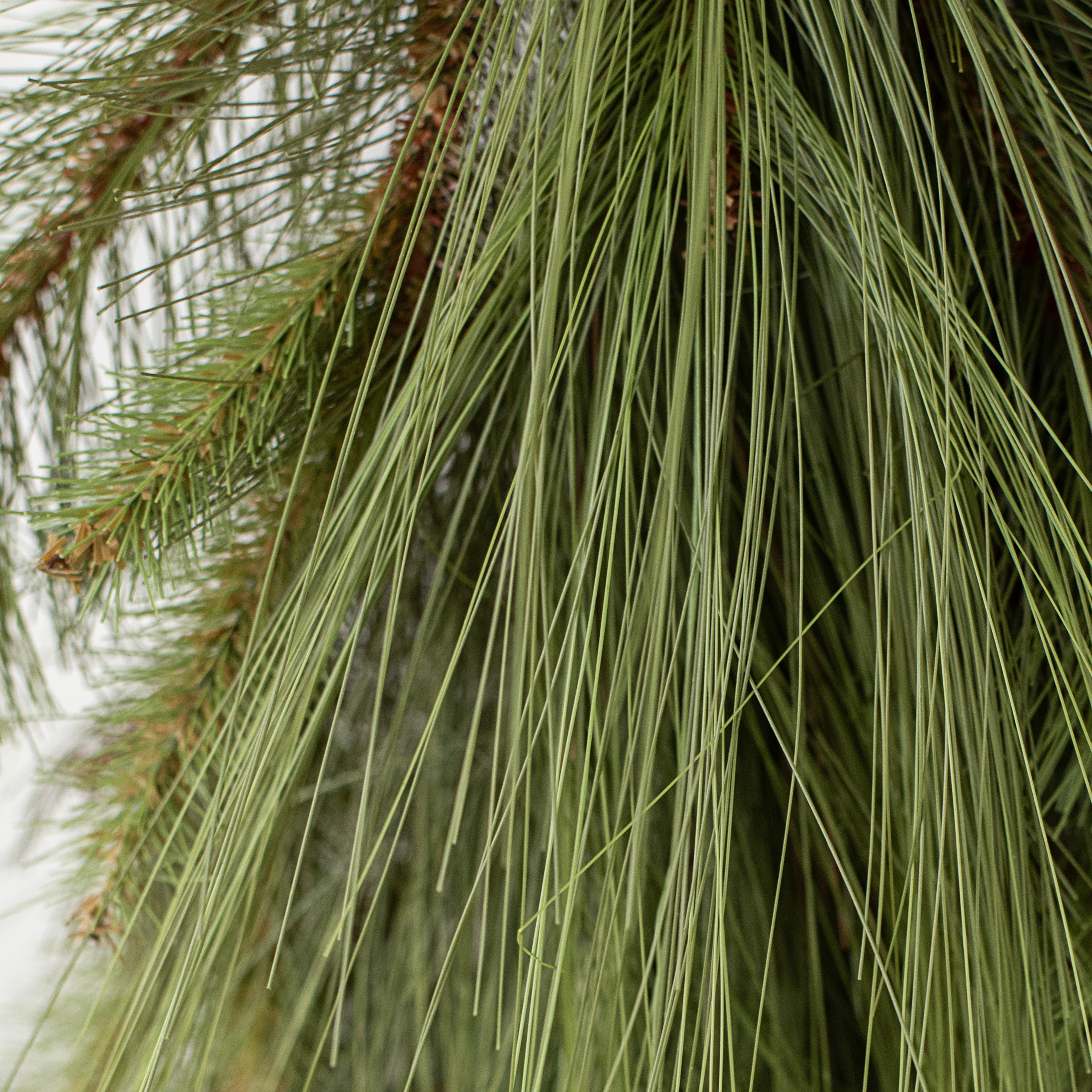 32" Mixed King Pine Teardrop detail photo 6