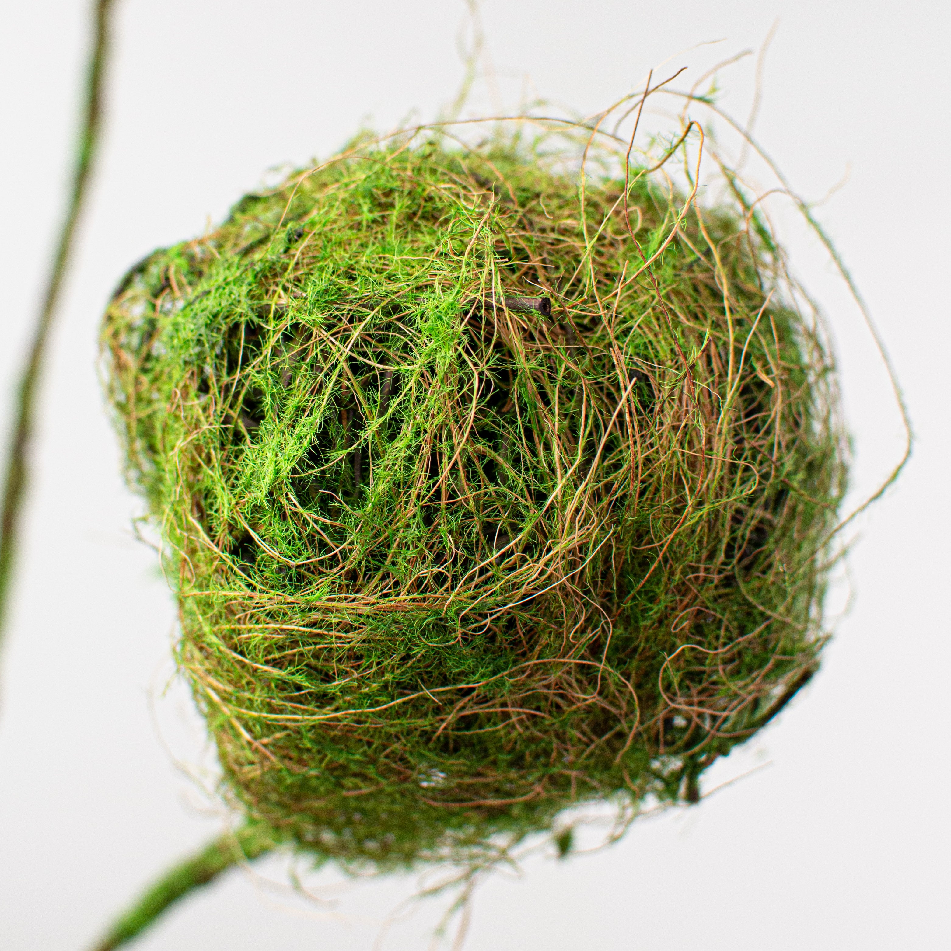 28" Moss Ball Spray Lifestyle Photo