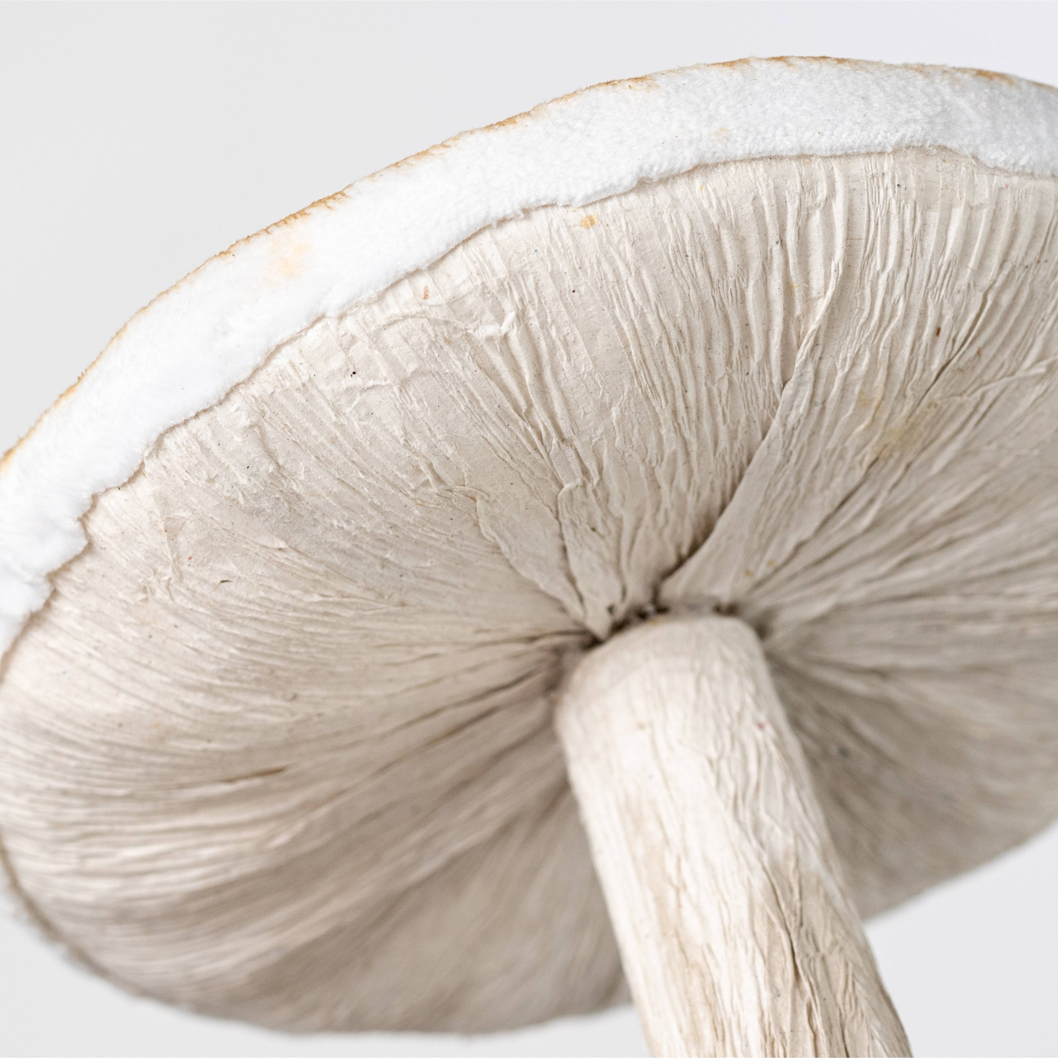 9.5" Mossy Mushroom Decoration detail photo 4