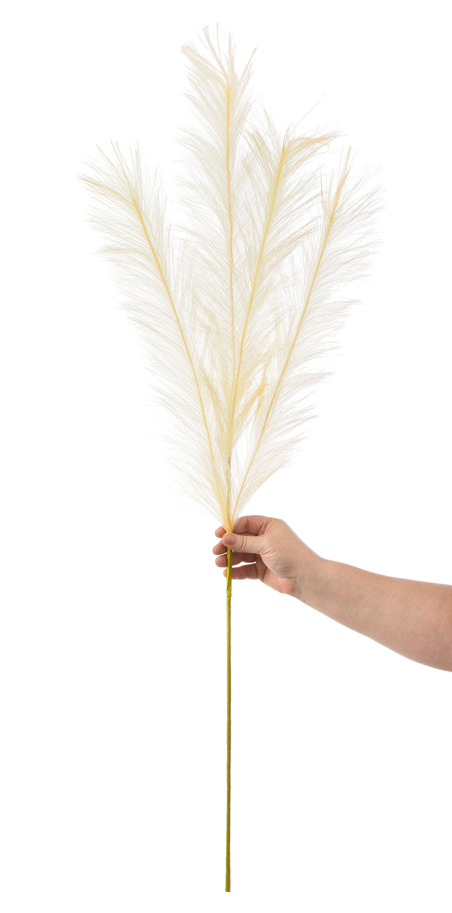 42" Pampas Grass Branch: Ivory detail photo 3