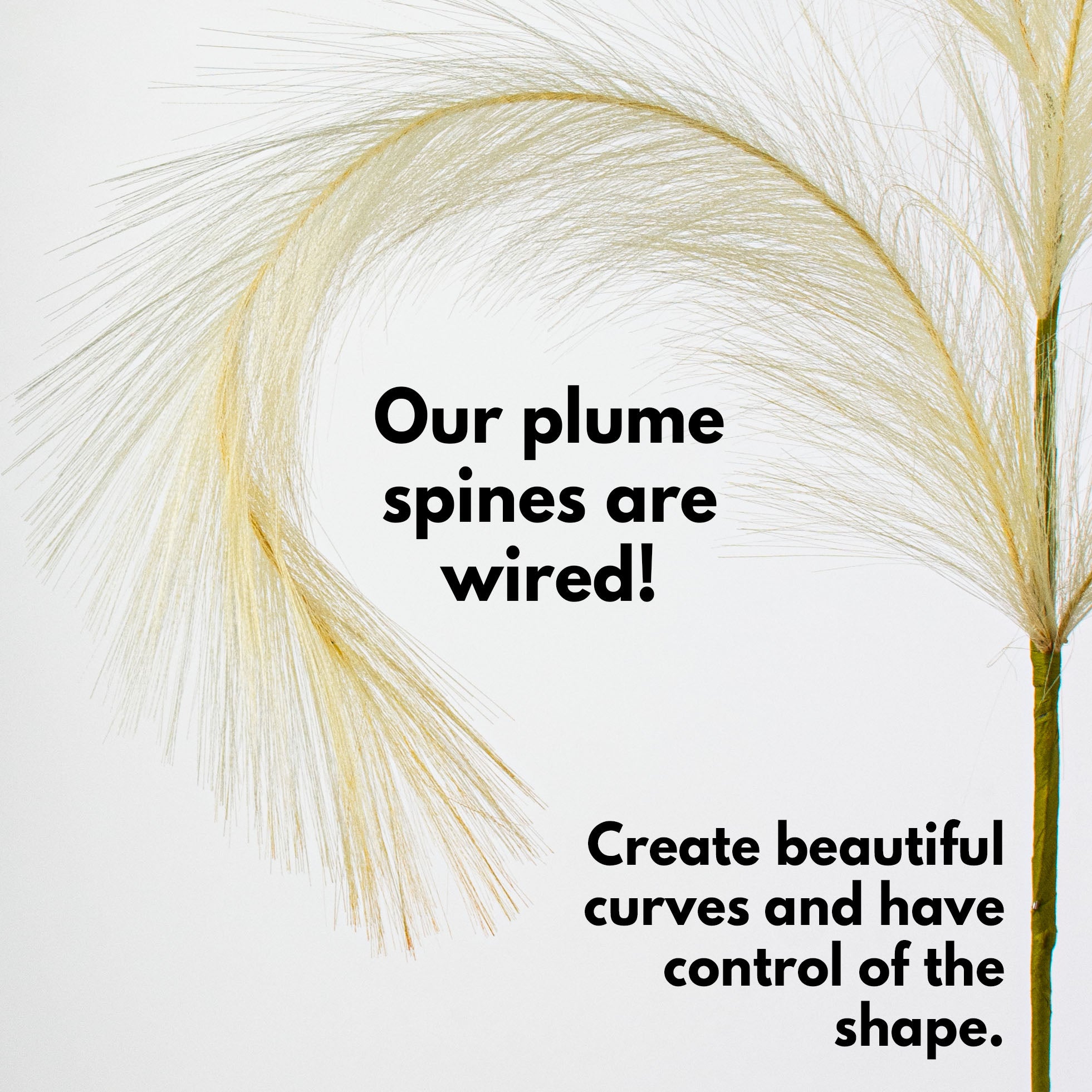 42" Pampas Grass Branch: Ivory detail photo 4