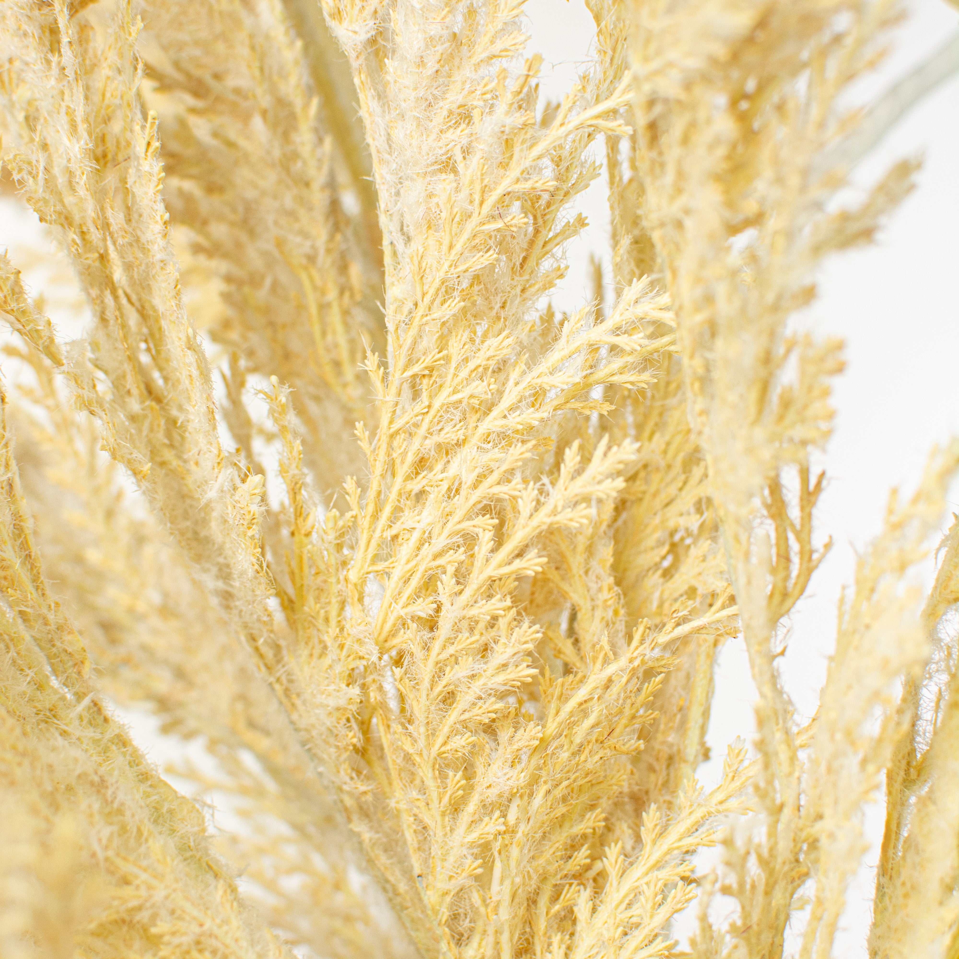 26" Pampas Grass Plume Open Wreath: Beige detail photo 3