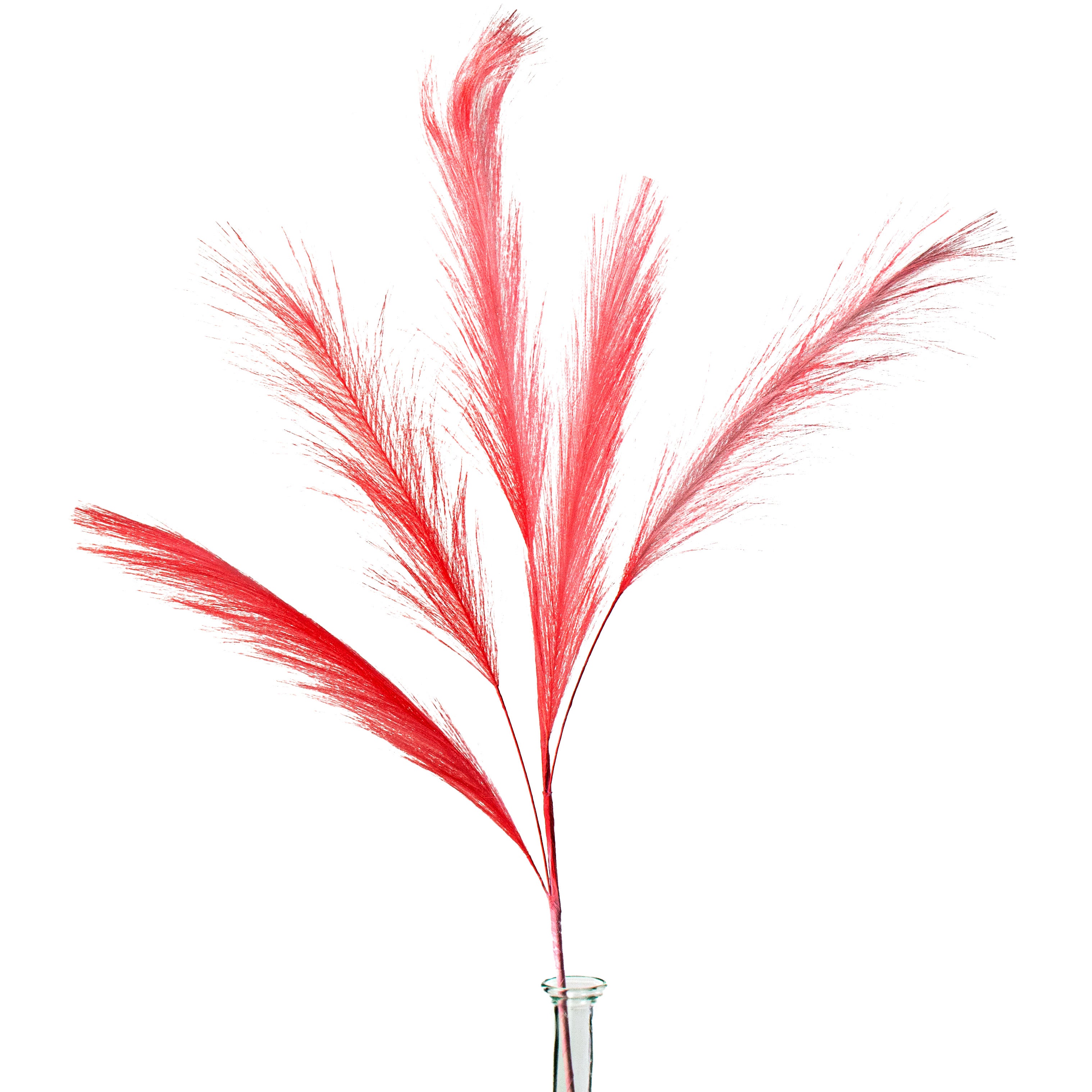 30" Pampas Grass Spray: Pink Item Number: 56521PK