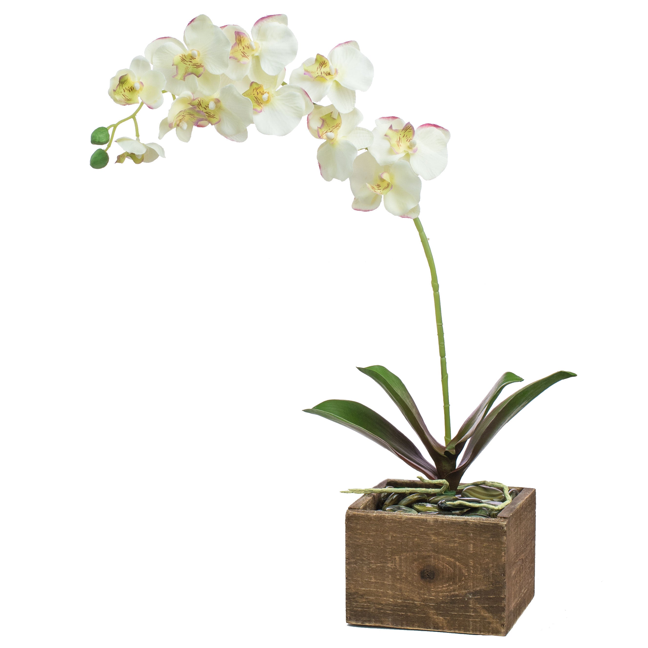 10" Phalaenopsis Orchid Leaves Pick Lifestyle Photo