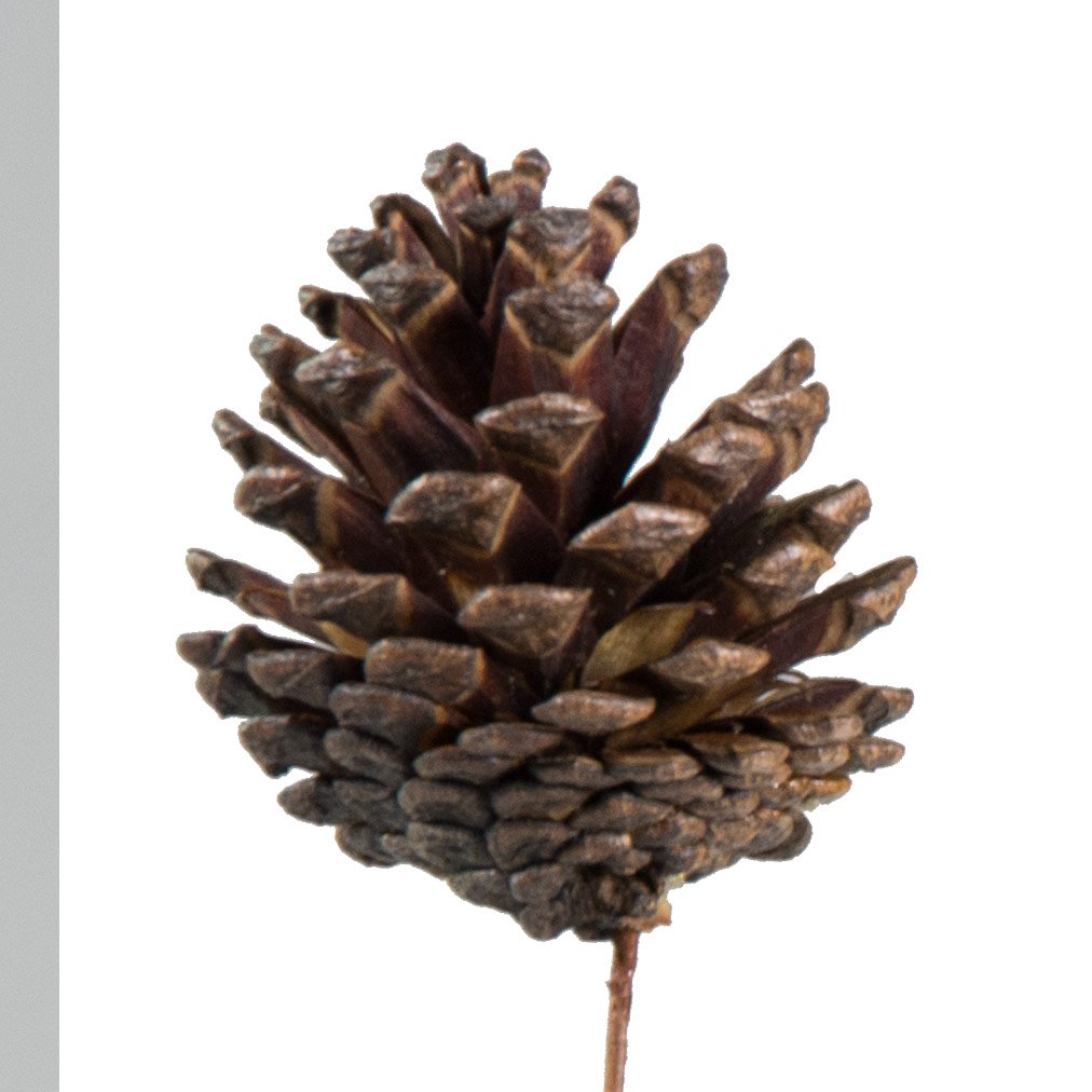 2.5" Pine Cone on Pick: Lacquer Finish (Bag of 50) Lifestyle Photo