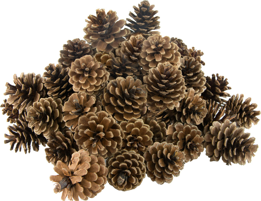 2.5" Pine Cone on Pick: Natural Finish (Bag of 50) Lifestyle Photo