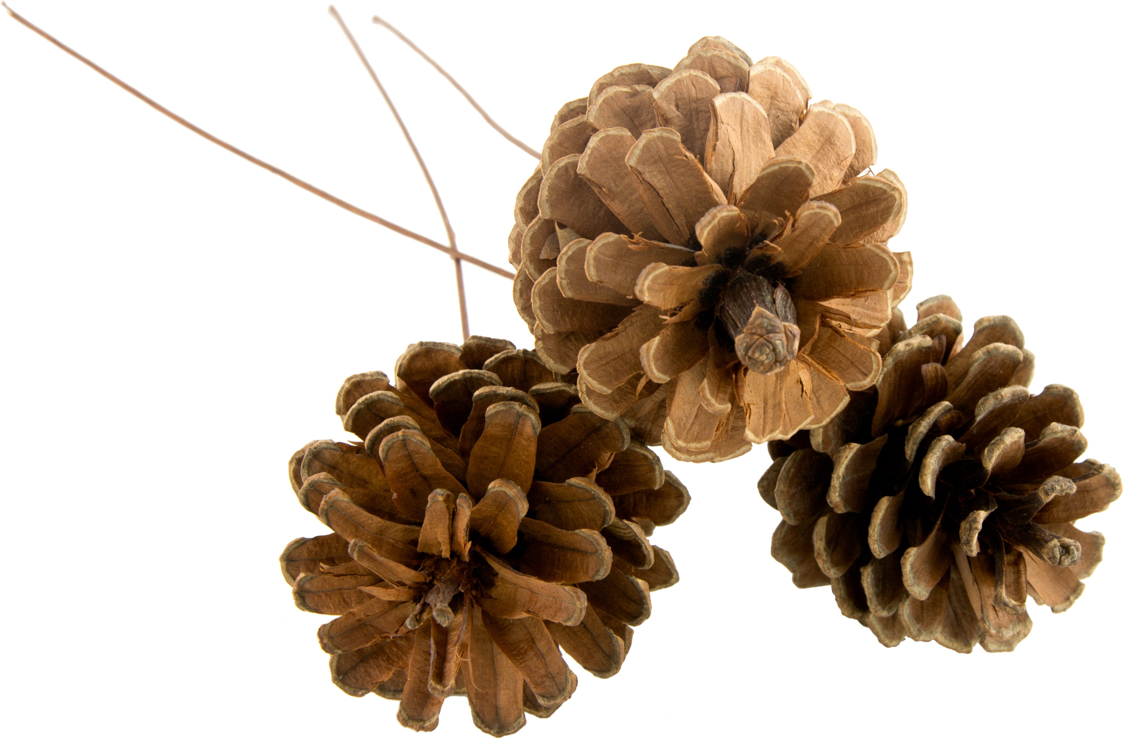 2.5" Pine Cone on Pick: Natural Finish (Bag of 50) Item Number: XD1075