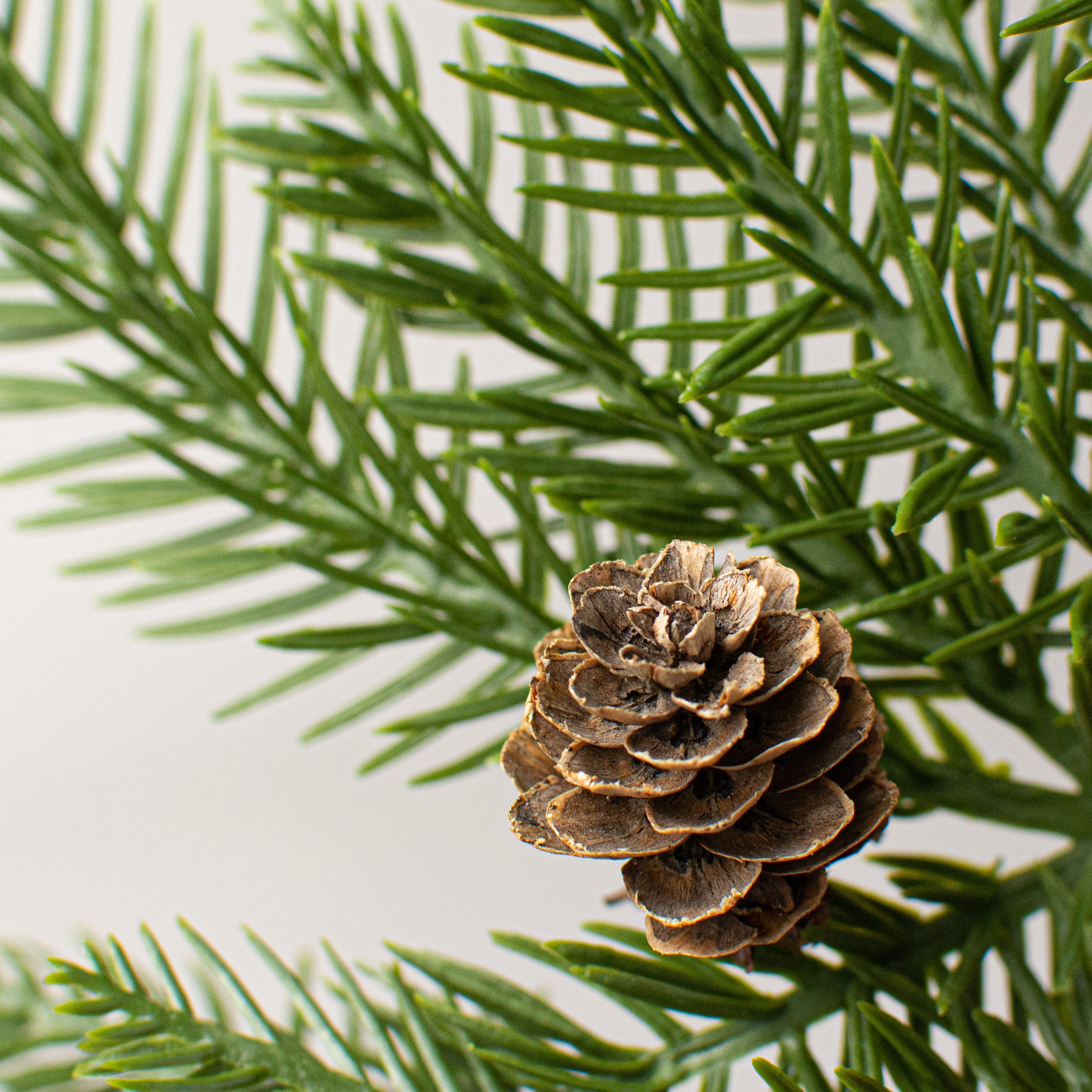 13" Pine & Pinecone Pick Lifestyle Photo
