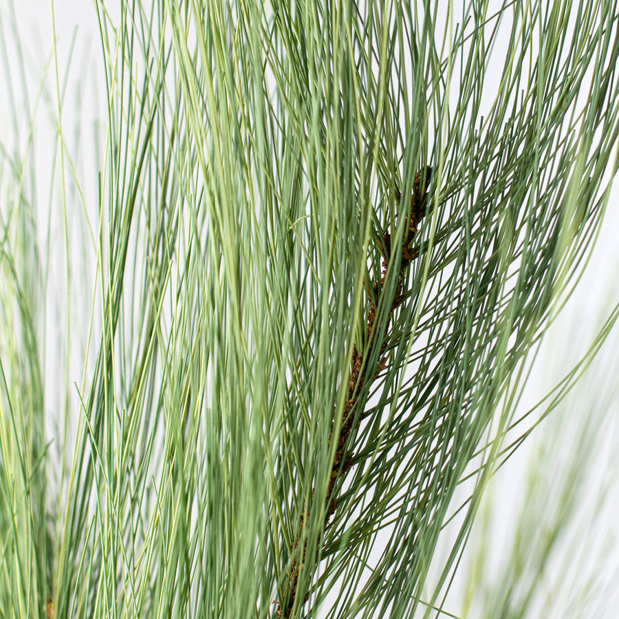 27" Pine Spray: Natural Green Lifestyle Photo