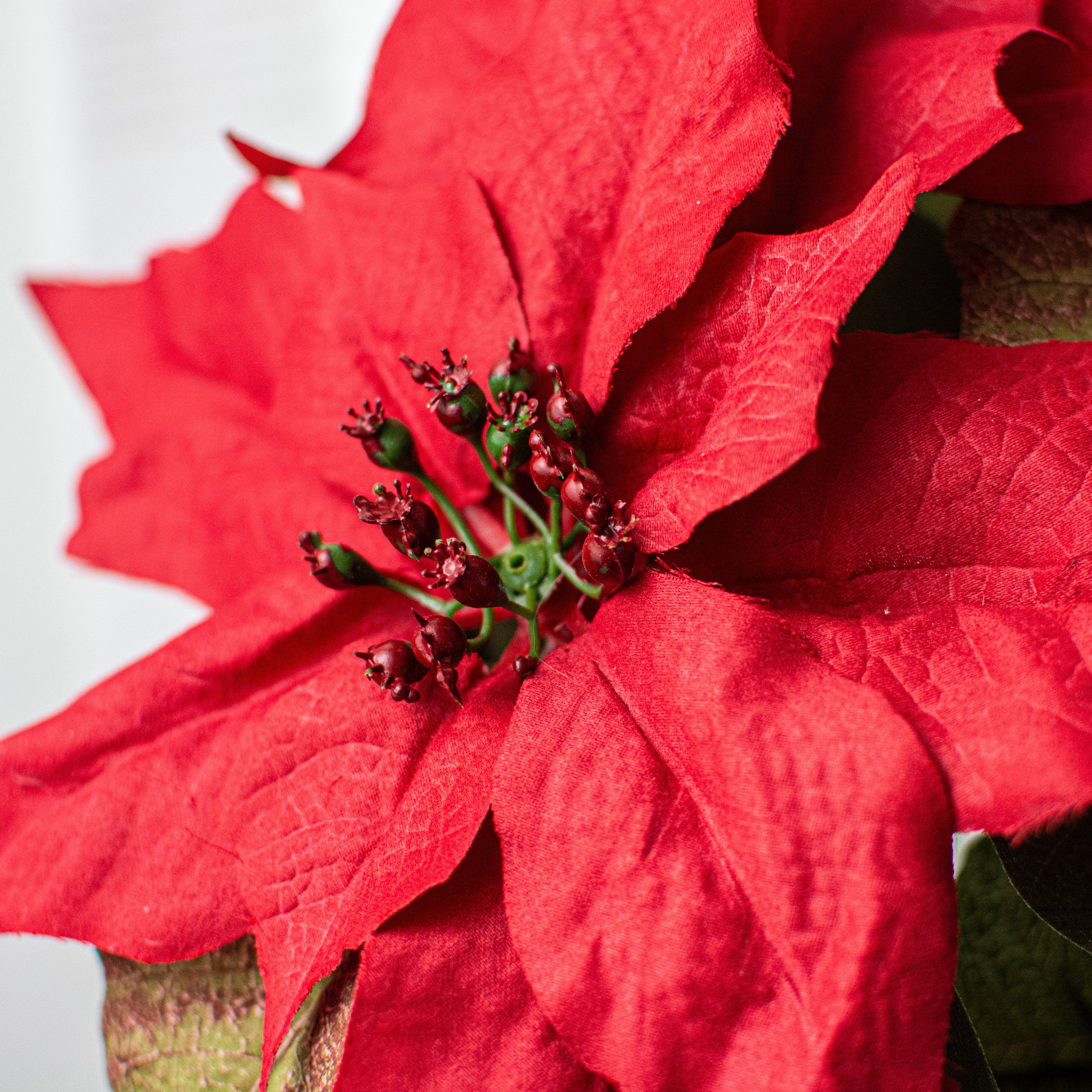 21" Poinsettia Bush: Red Lifestyle Photo