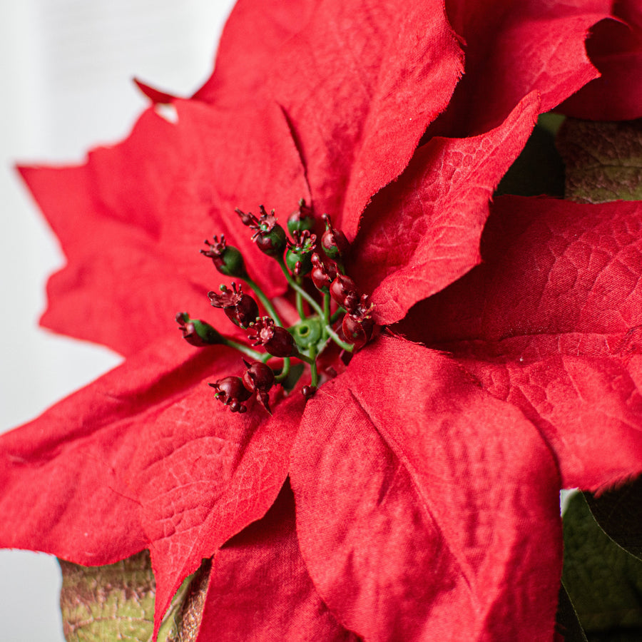21" Poinsettia Bush: Red Lifestyle Photo