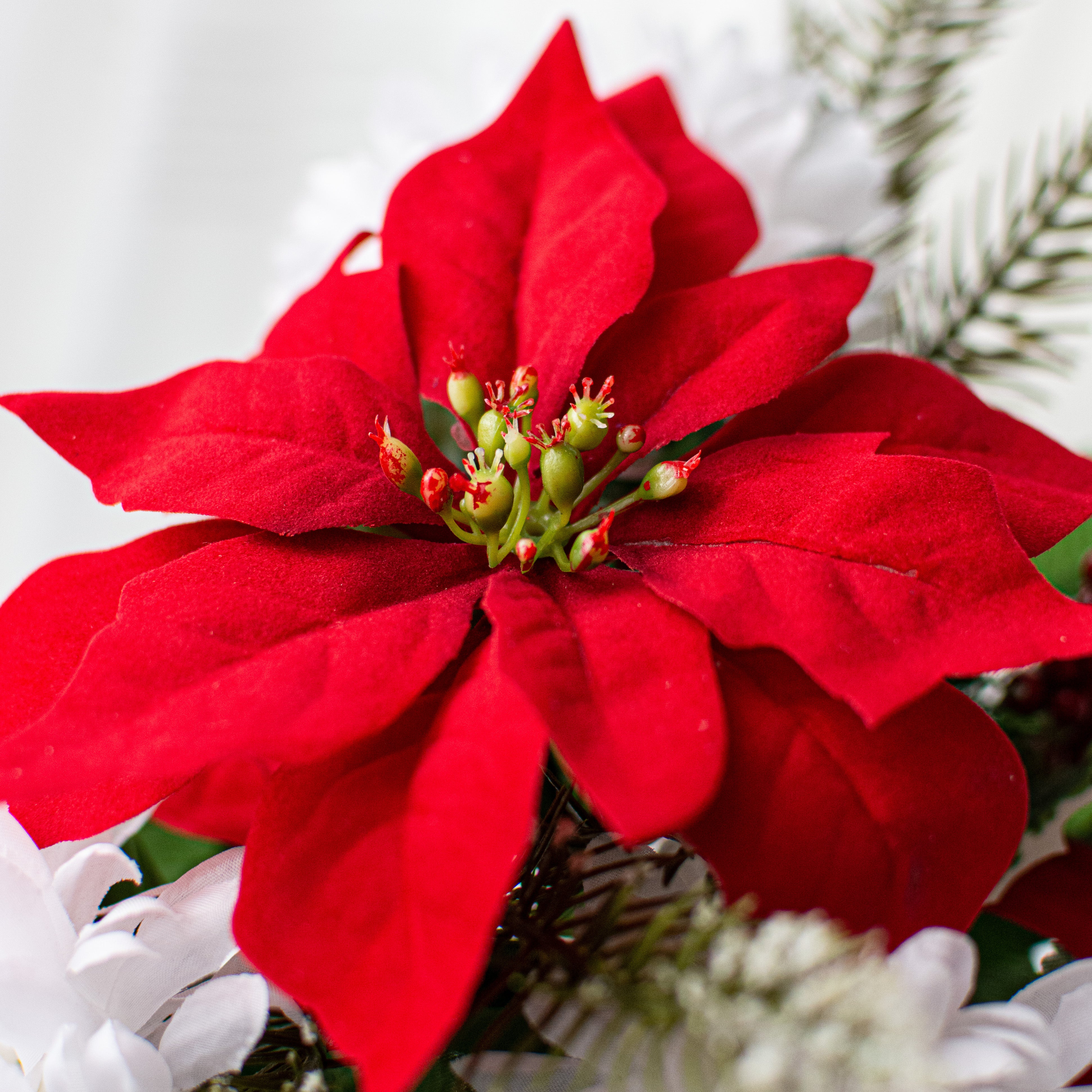 21" Poinsettia Mum Bush: Red & White Lifestyle Photo