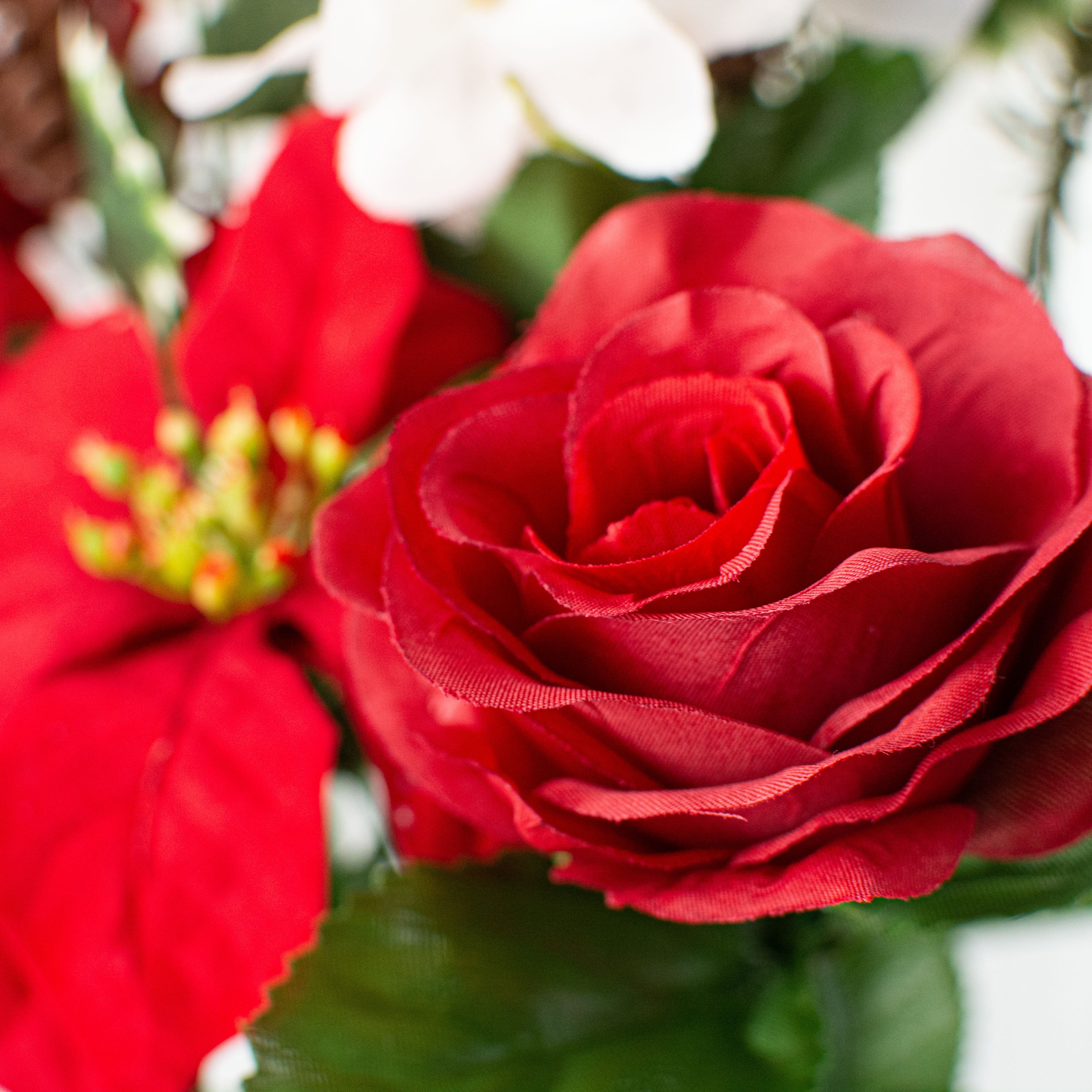 16" Poinsettia Rose Pine Bush: Red & White Lifestyle Photo