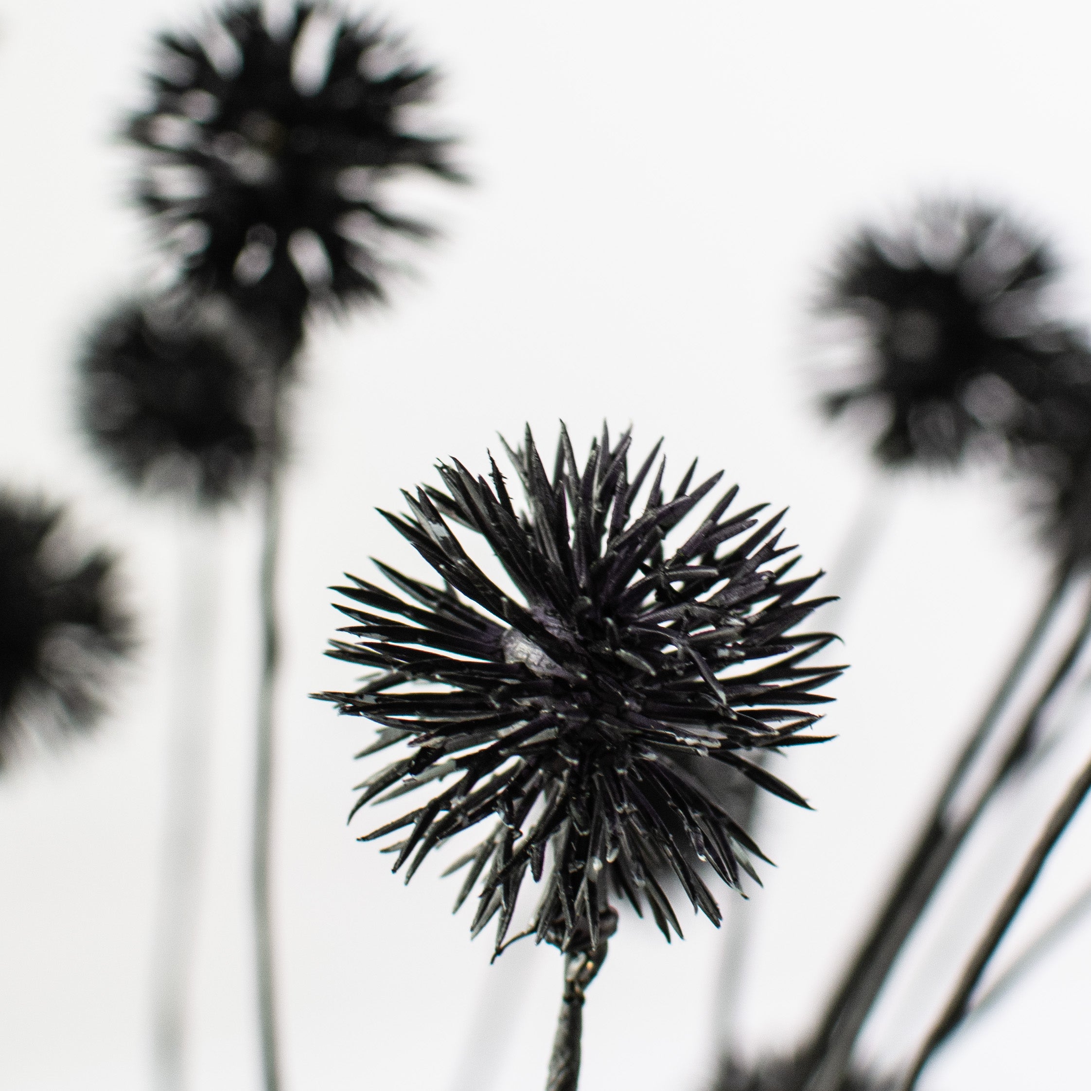 22" Pom Pom Spray: Purple & Black Lifestyle Photo