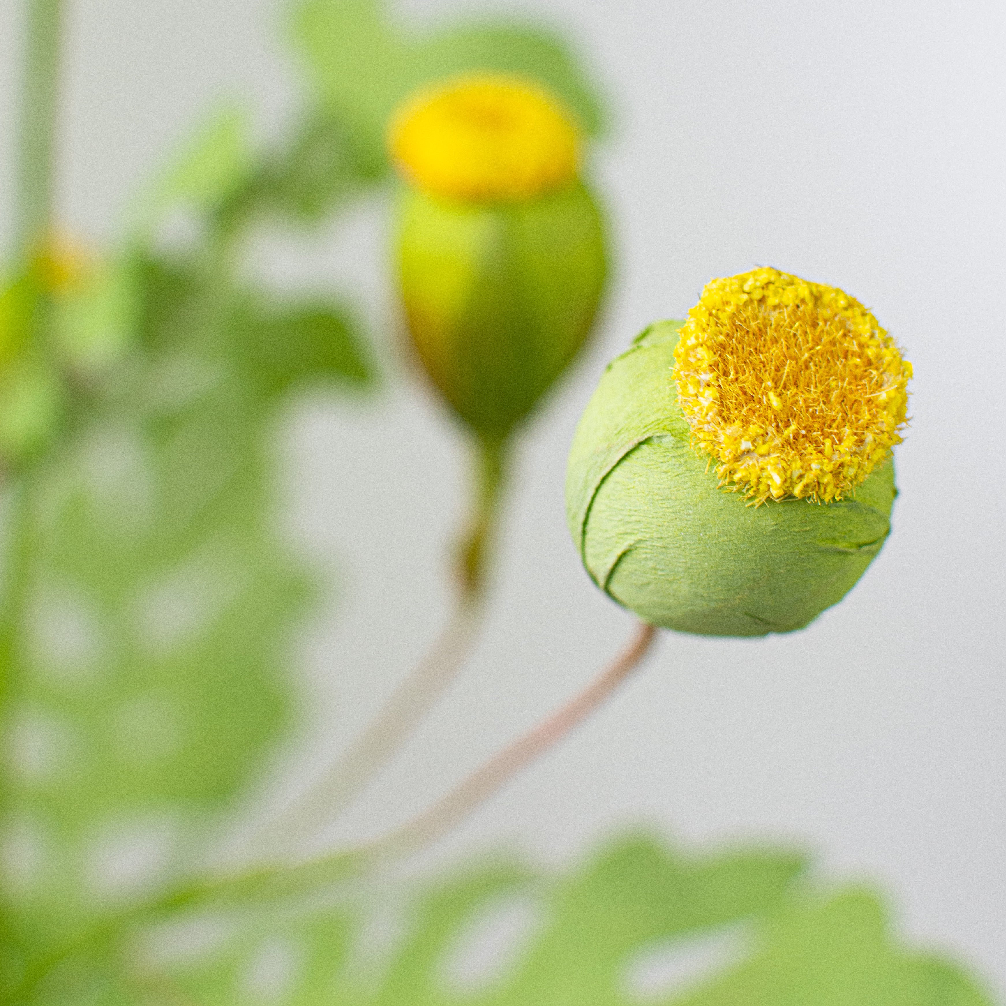 28" Poppy Pod Spray: Green & Yellow Lifestyle Photo