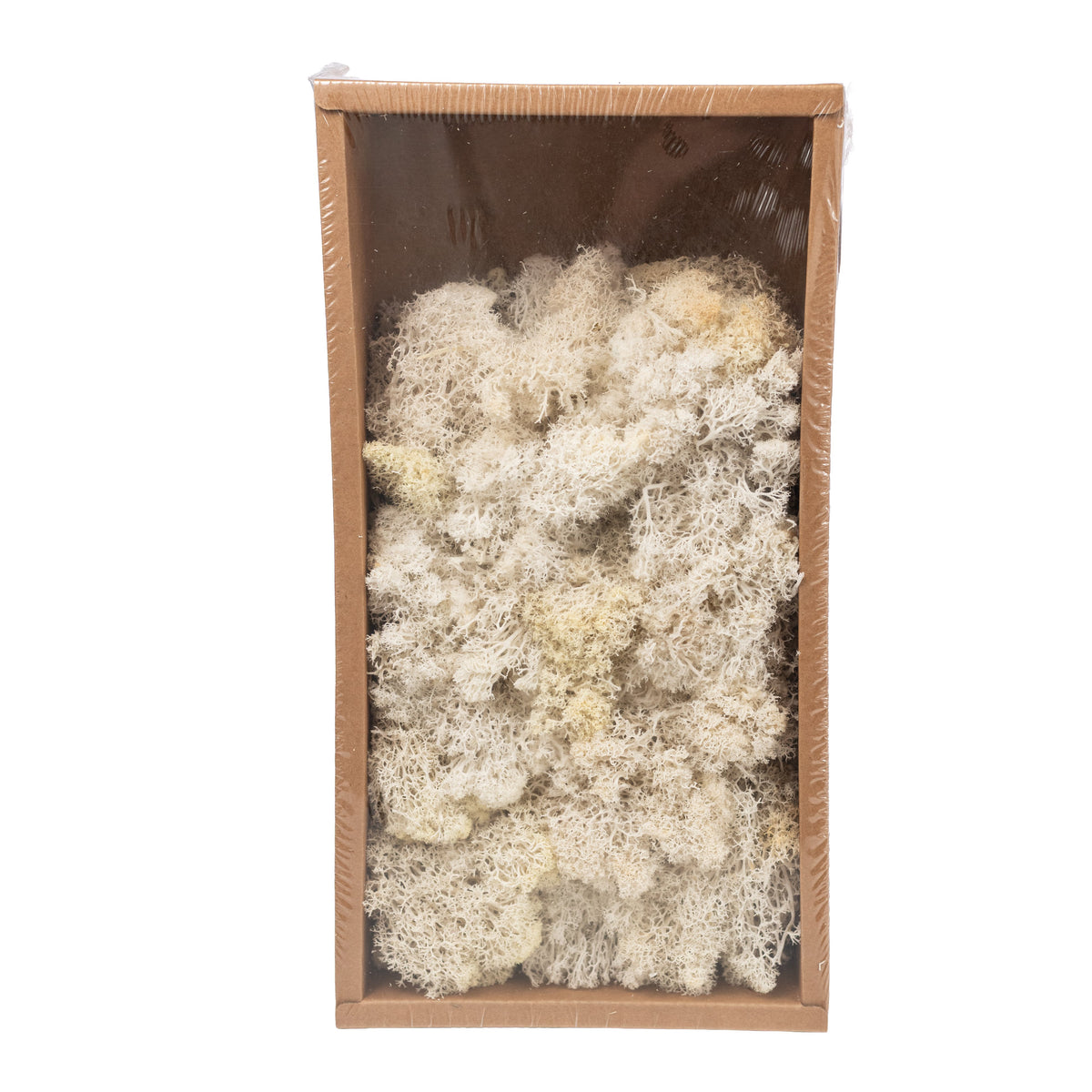 Preserved Reindeer Moss: Cream (500 Gram Box) detail photo 4