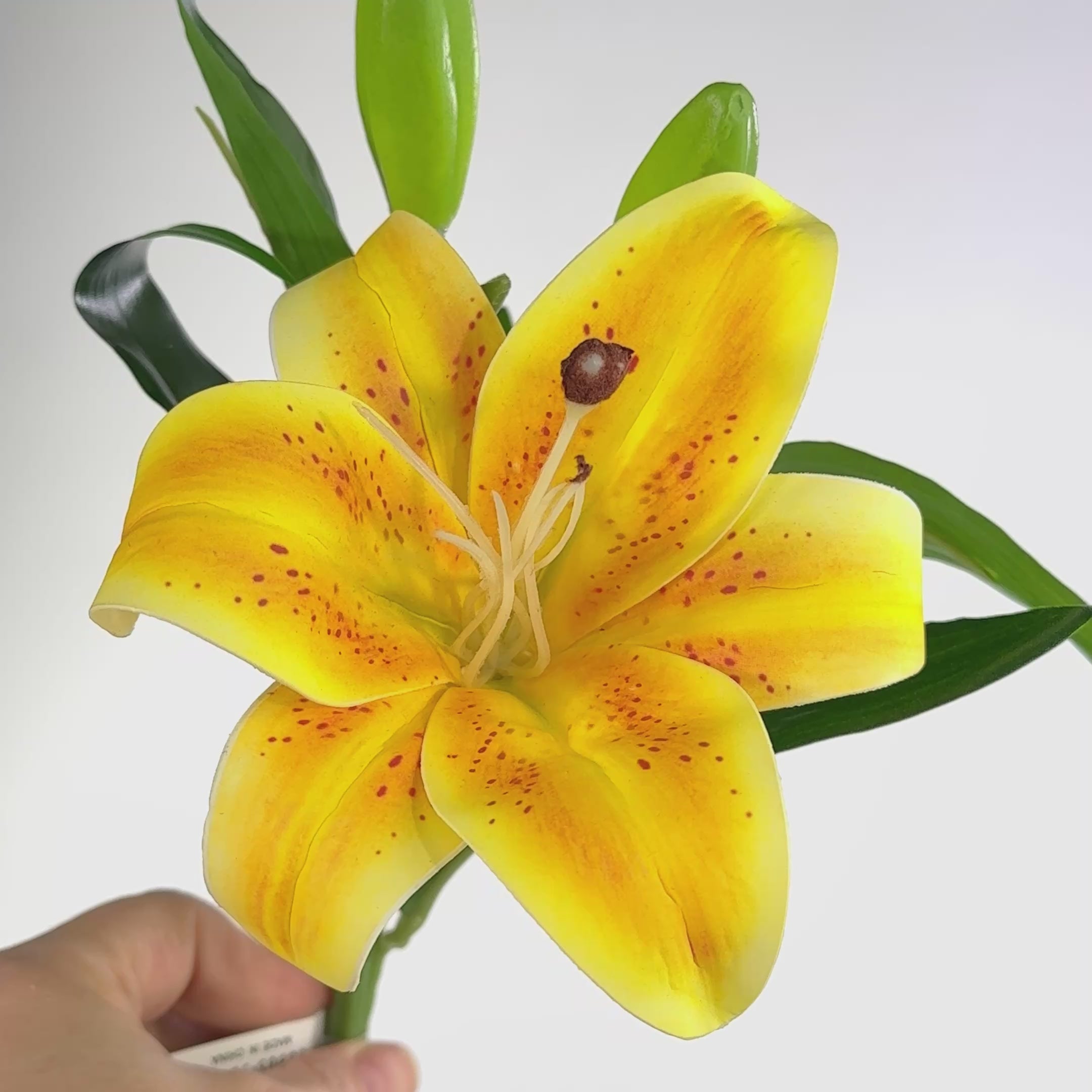 Lilly　0603 14