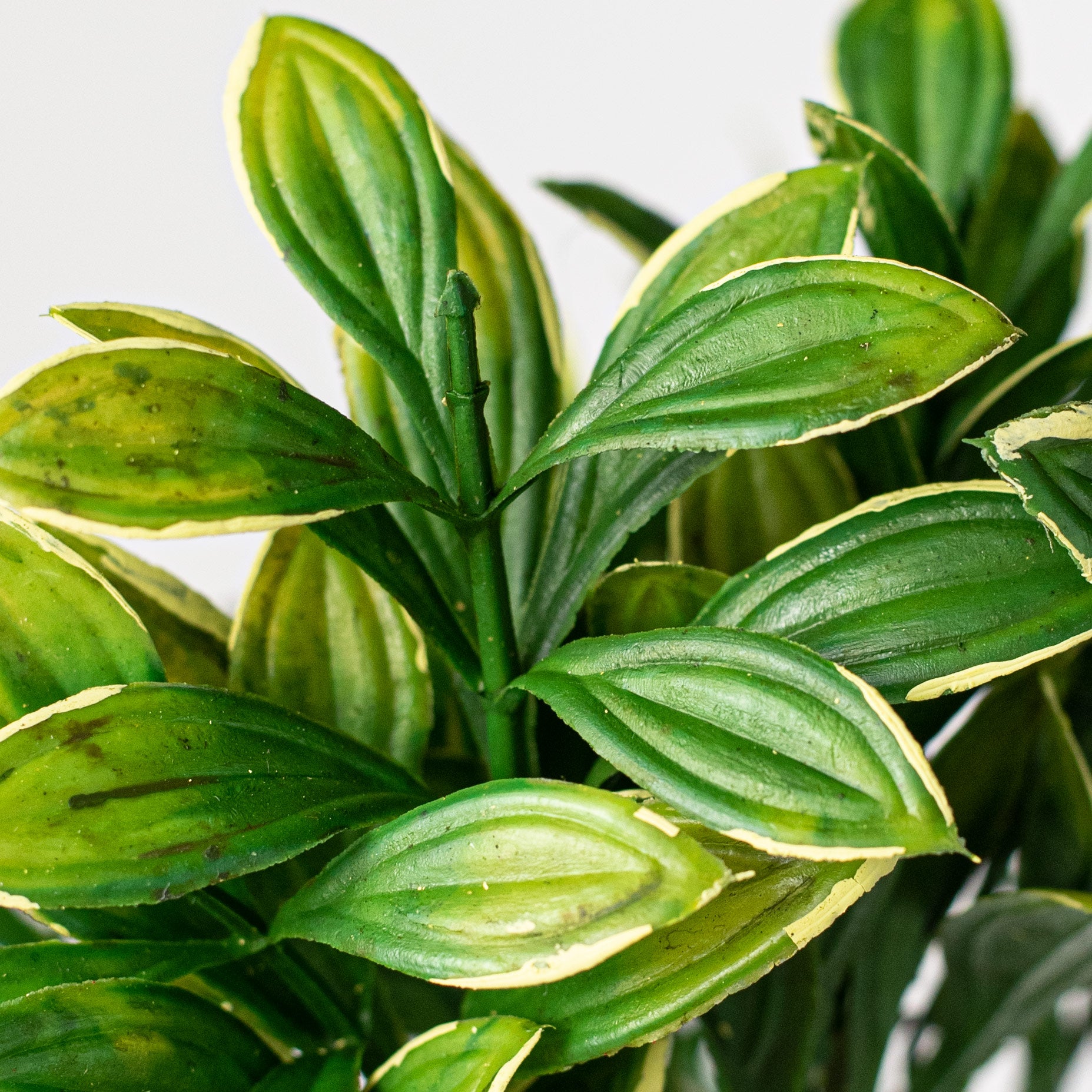 15" Privet Leaf Bundle: Green & Yellow Lifestyle Photo