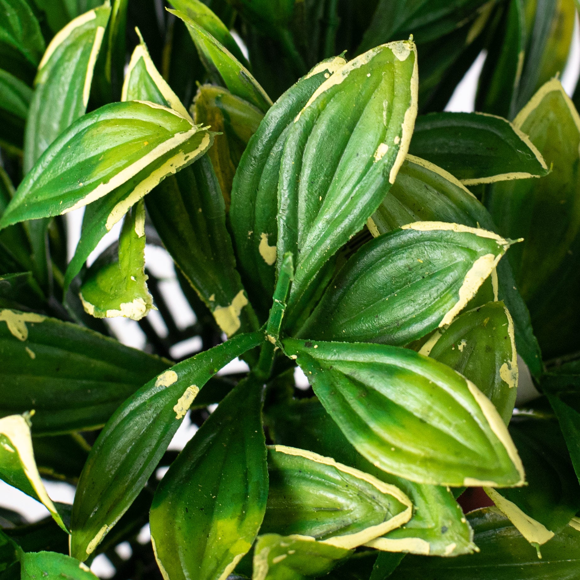 7" Privet Leaf Half Ball: Green & Yellow detail photo 4