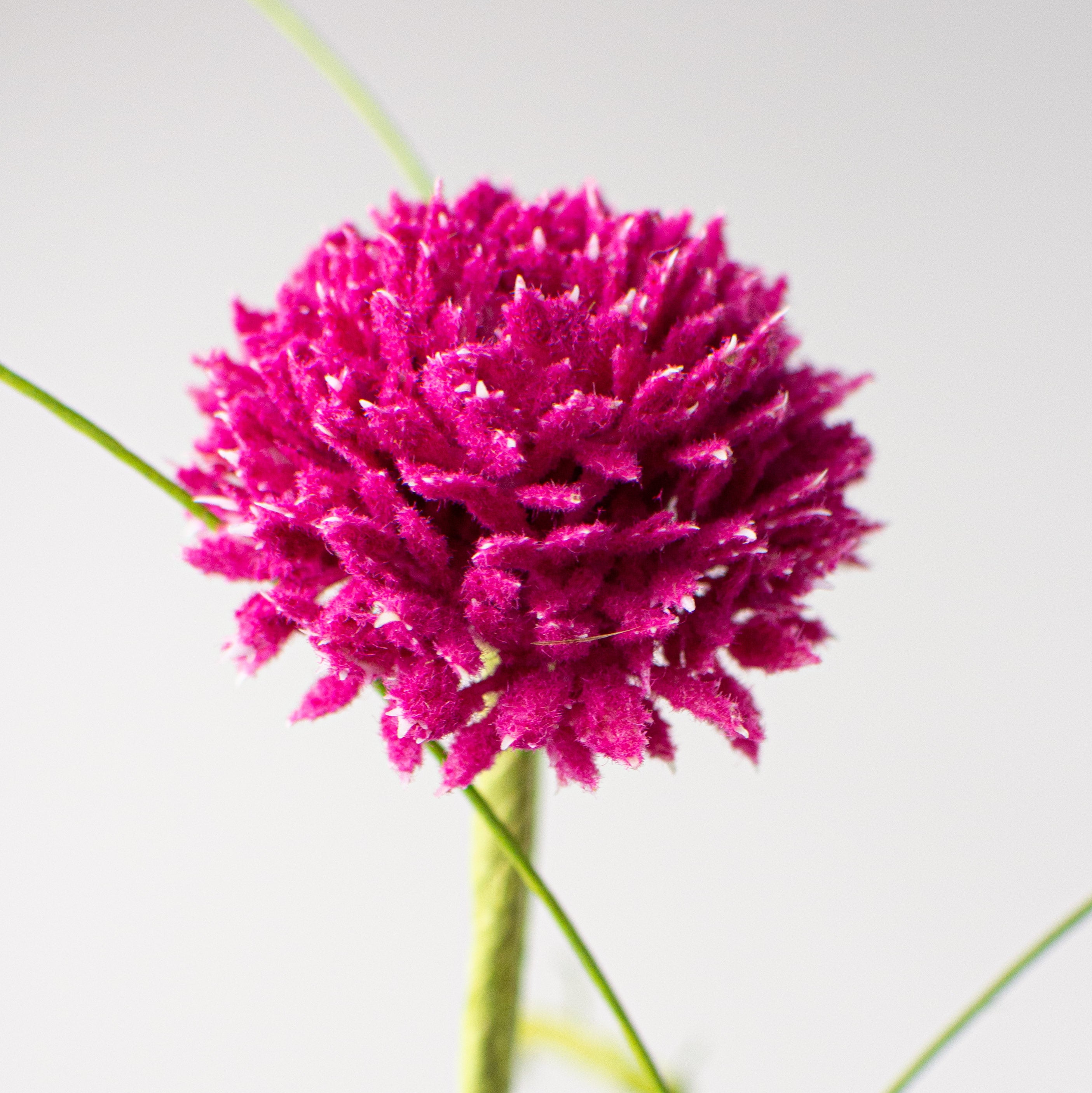 26" Queen Ann Grass Spray: Fuchsia Pink Lifestyle Photo