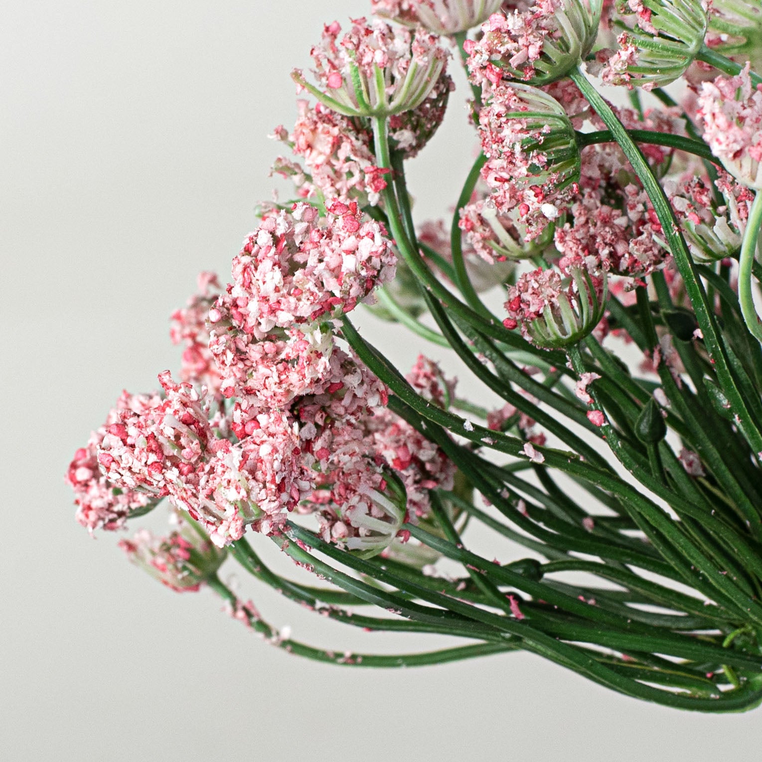 21" Queen Ann Heather Blossom Stem: Pink Lifestyle Photo
