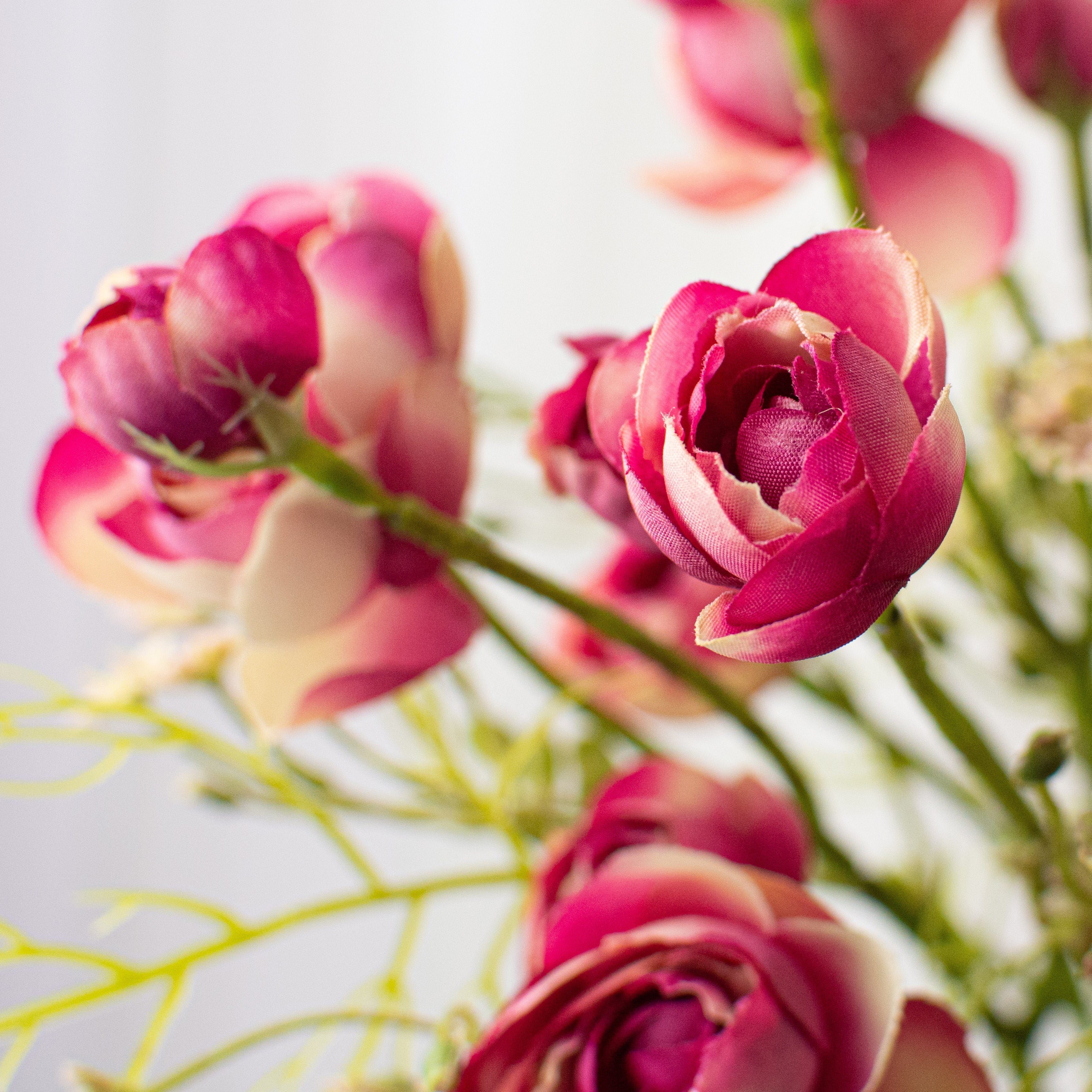 14" Ranunculus Bundle: Fuchsia Lifestyle Photo