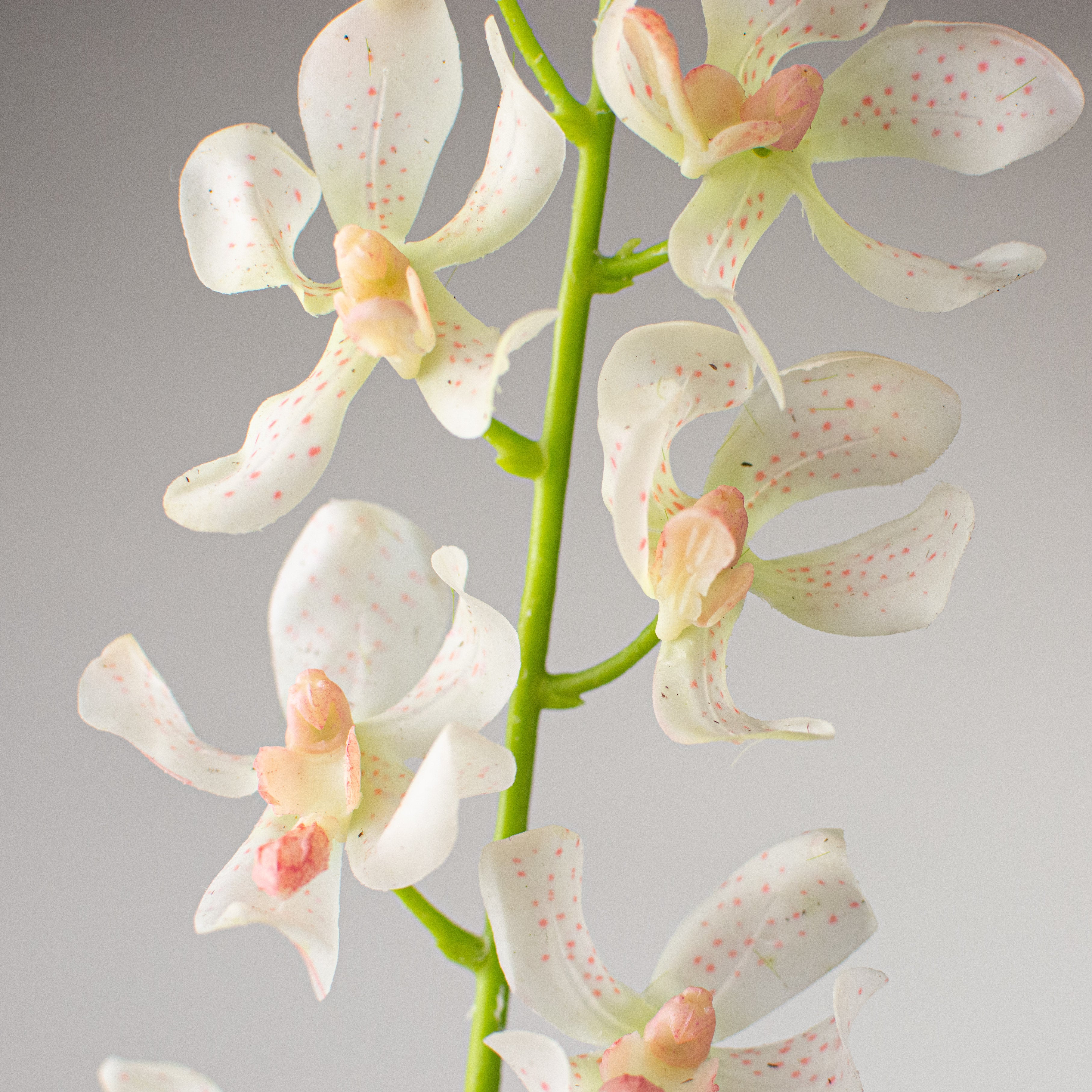 24" Real Touch Mokara Orchid Stem: Cream Lifestyle Photo