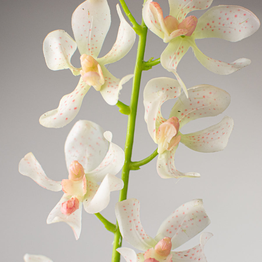 24" Real Touch Mokara Orchid Stem: Cream Lifestyle Photo